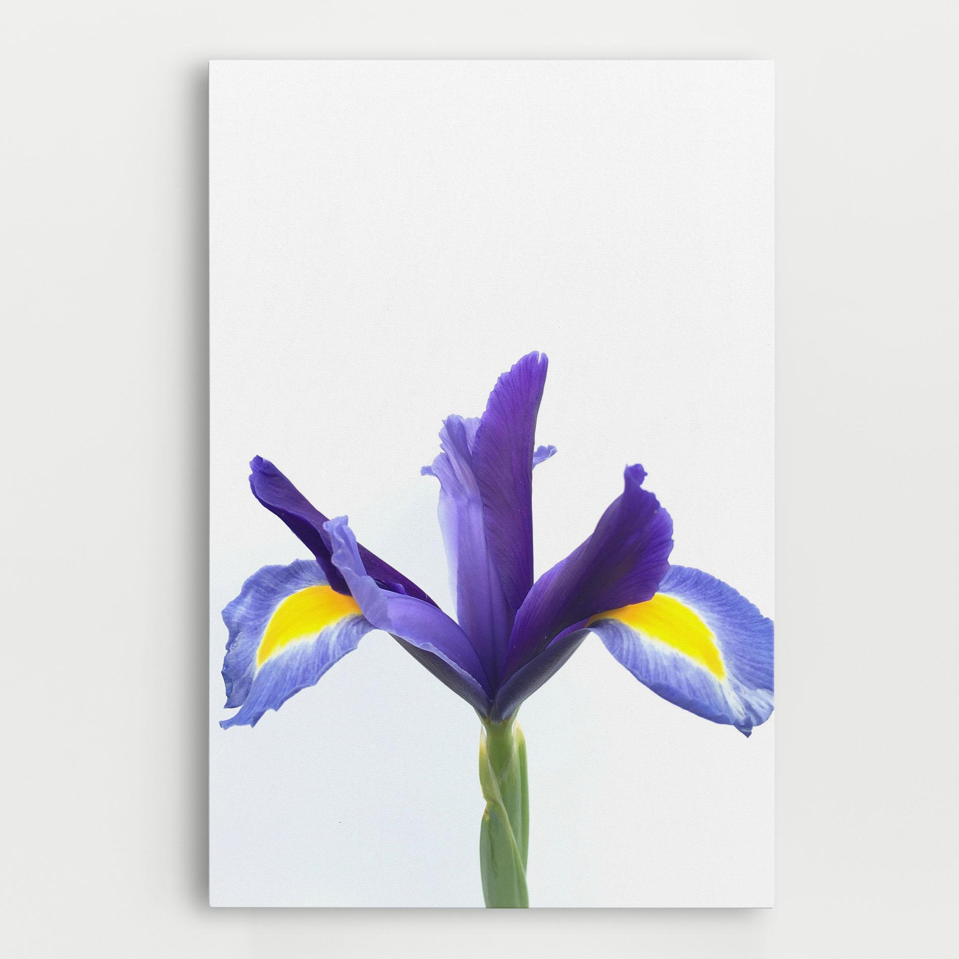 Leinwandbild Yellow Color Iris mockup 0