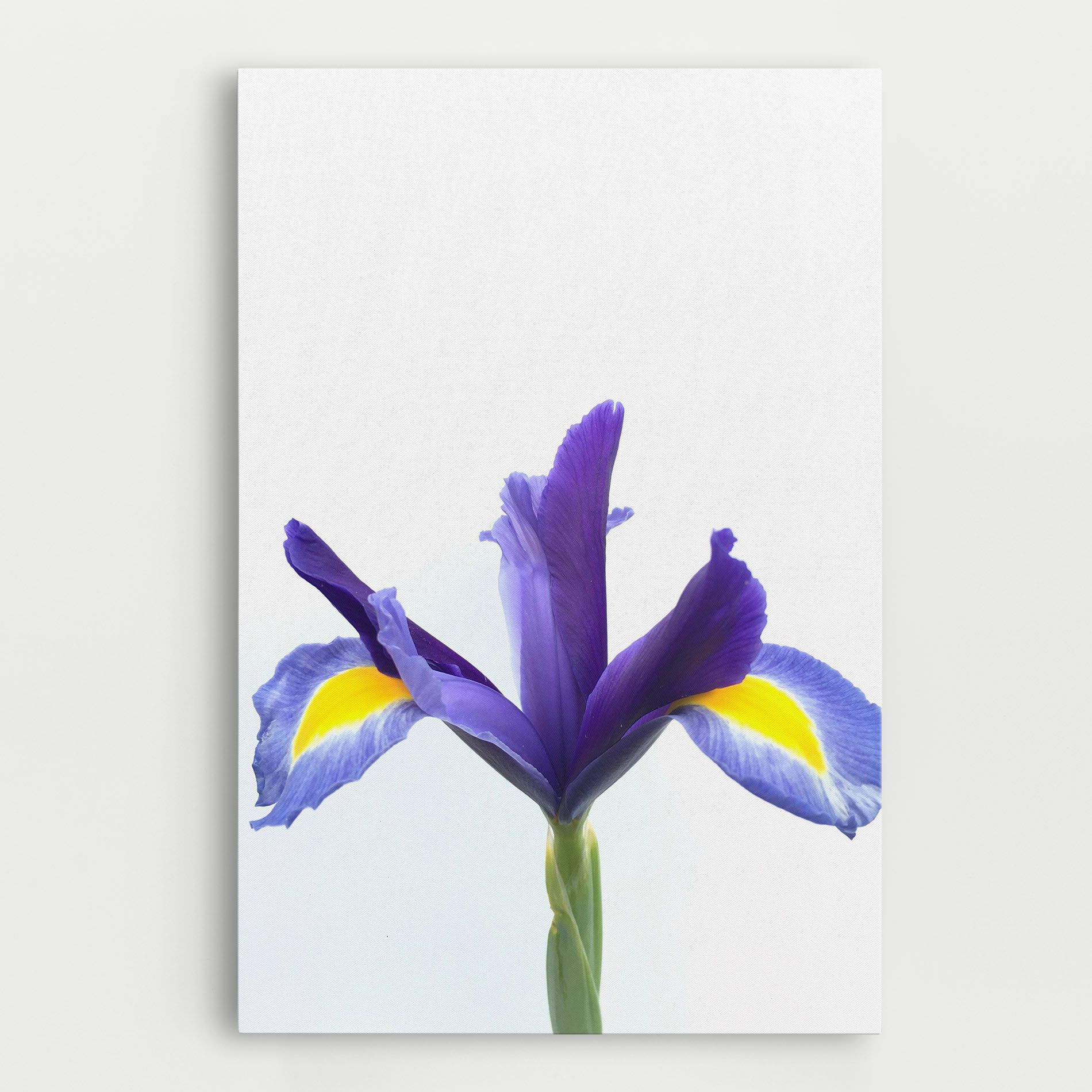 Yellow Color Iris mockup 0