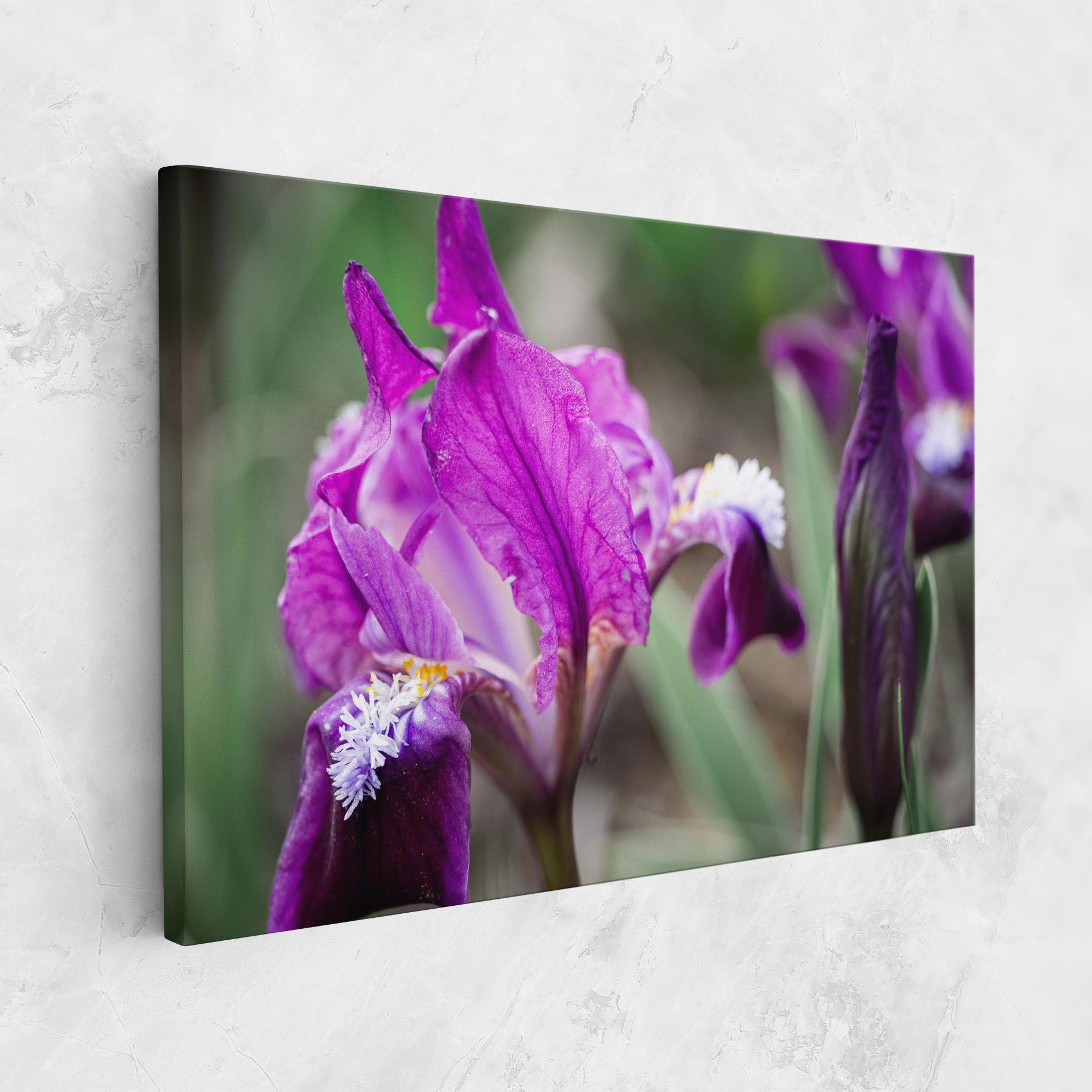 Dark Pink Iris mockup 1