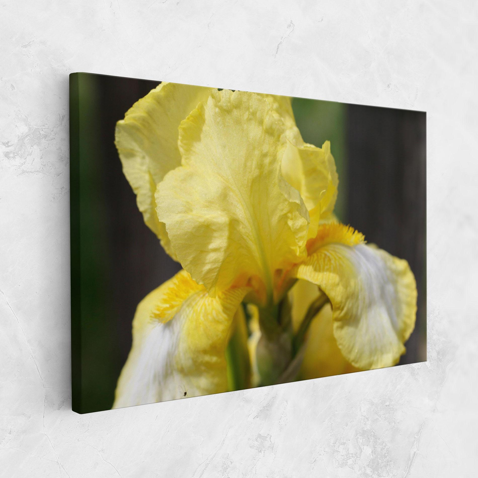 Leinwandbild Garden Yellow Iris mockup 1