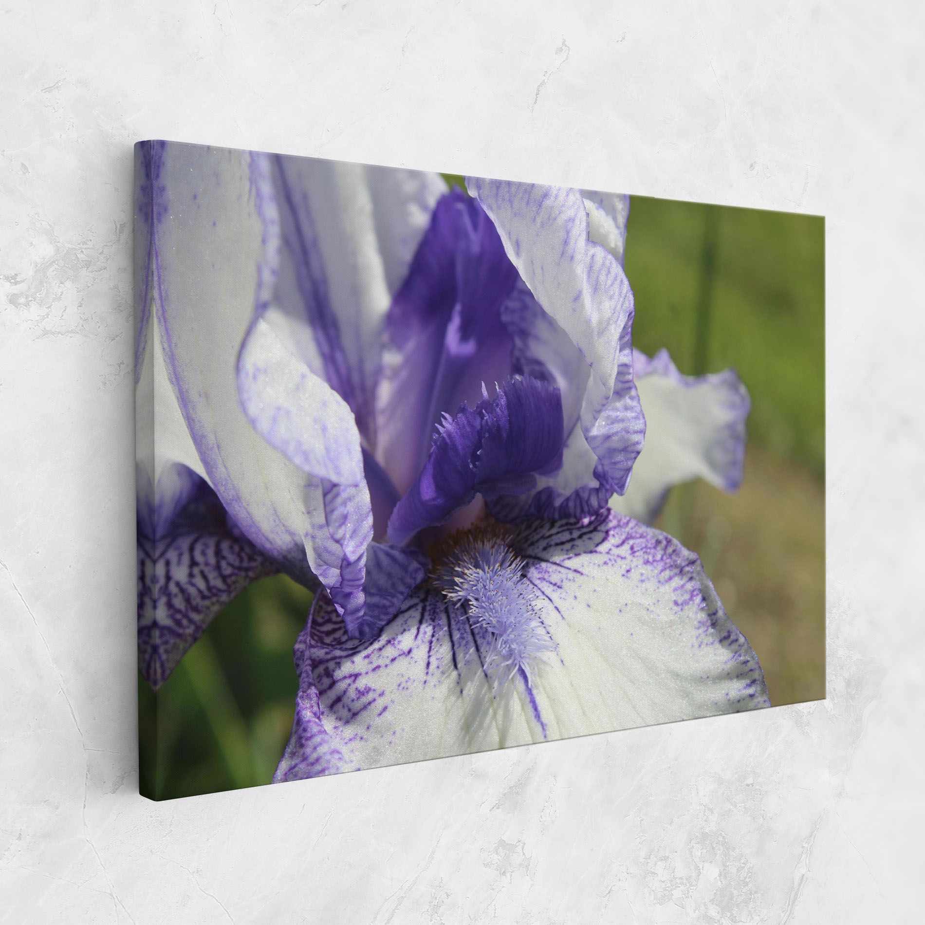 White Purple Iris mockup 1