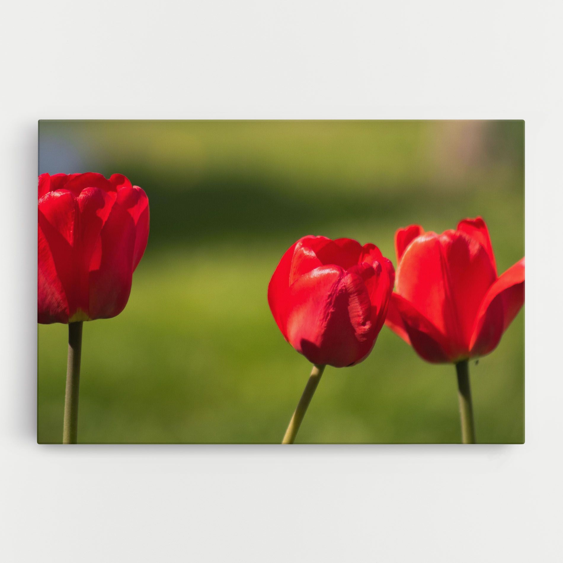 3 Red Tulips mockup 0