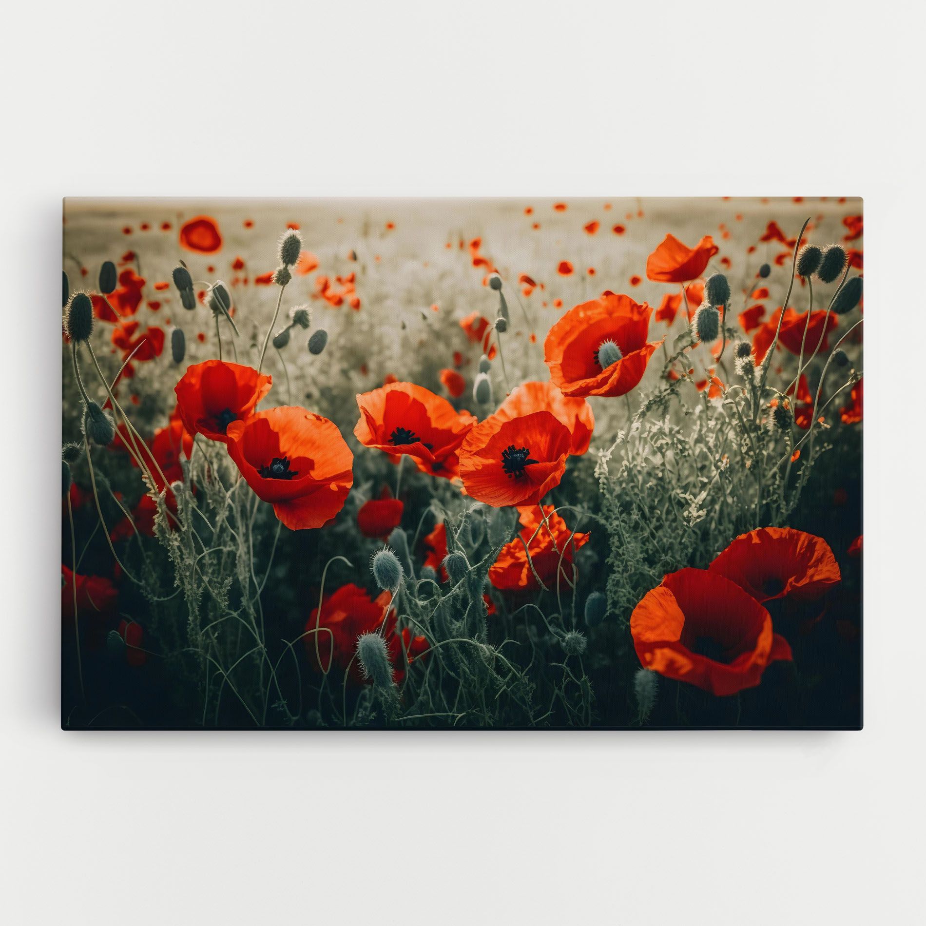 Poppy Grass Field mockup 0