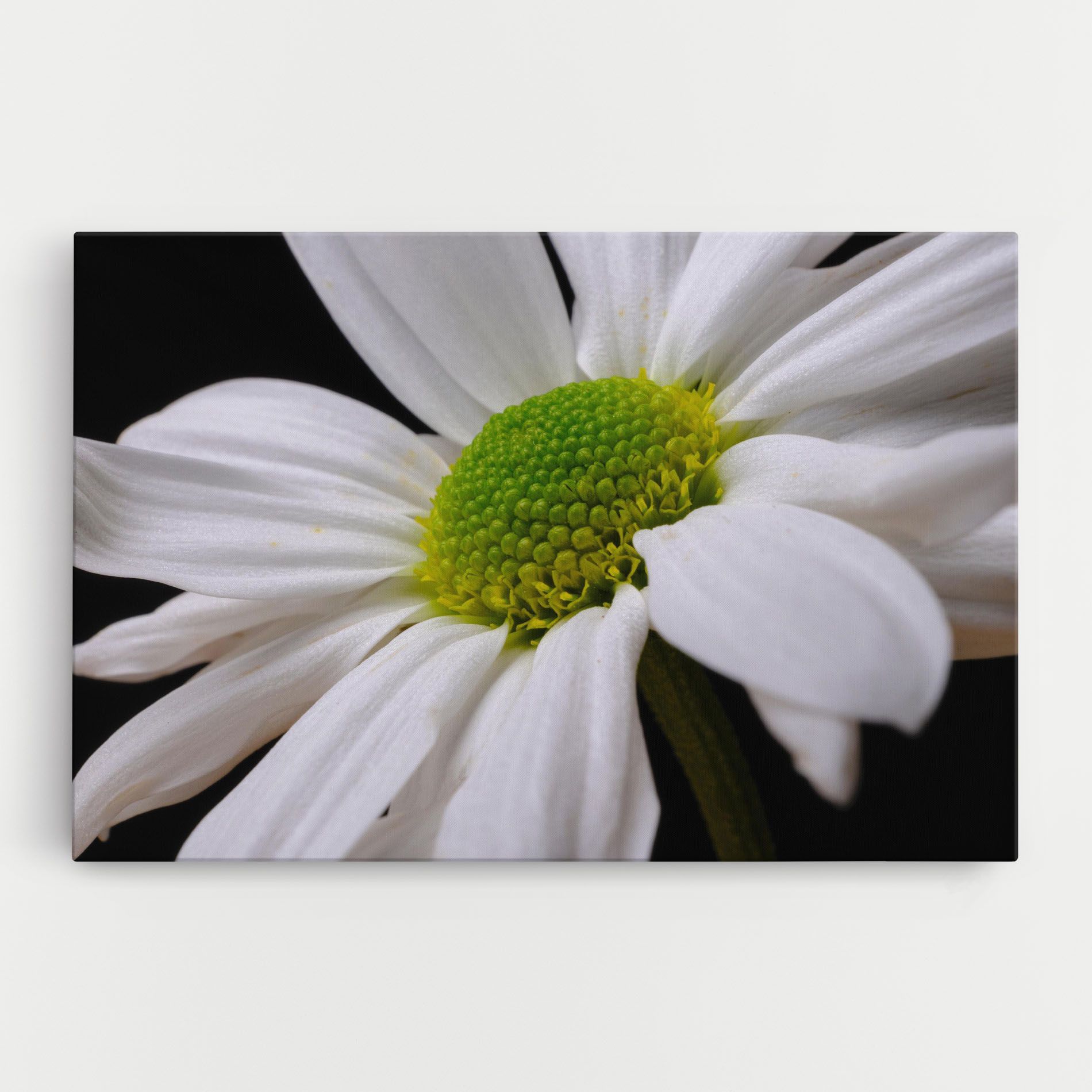 Green Middle Daisy mockup 0