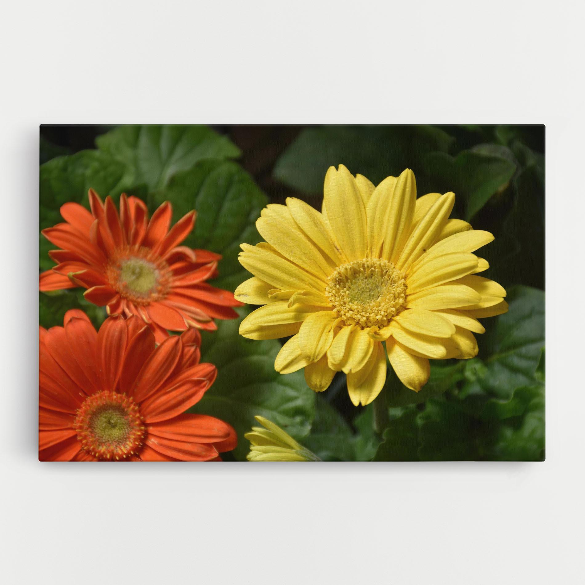 Leinwandbild Orange Yellow Daisy mockup 0