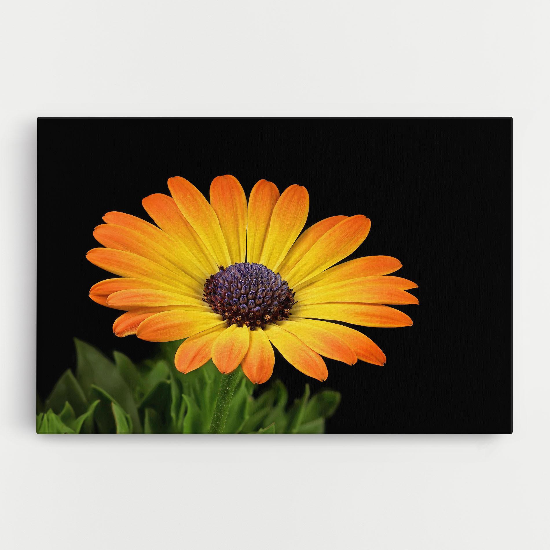 Leinwandbild Yellow Daisy mockup 0