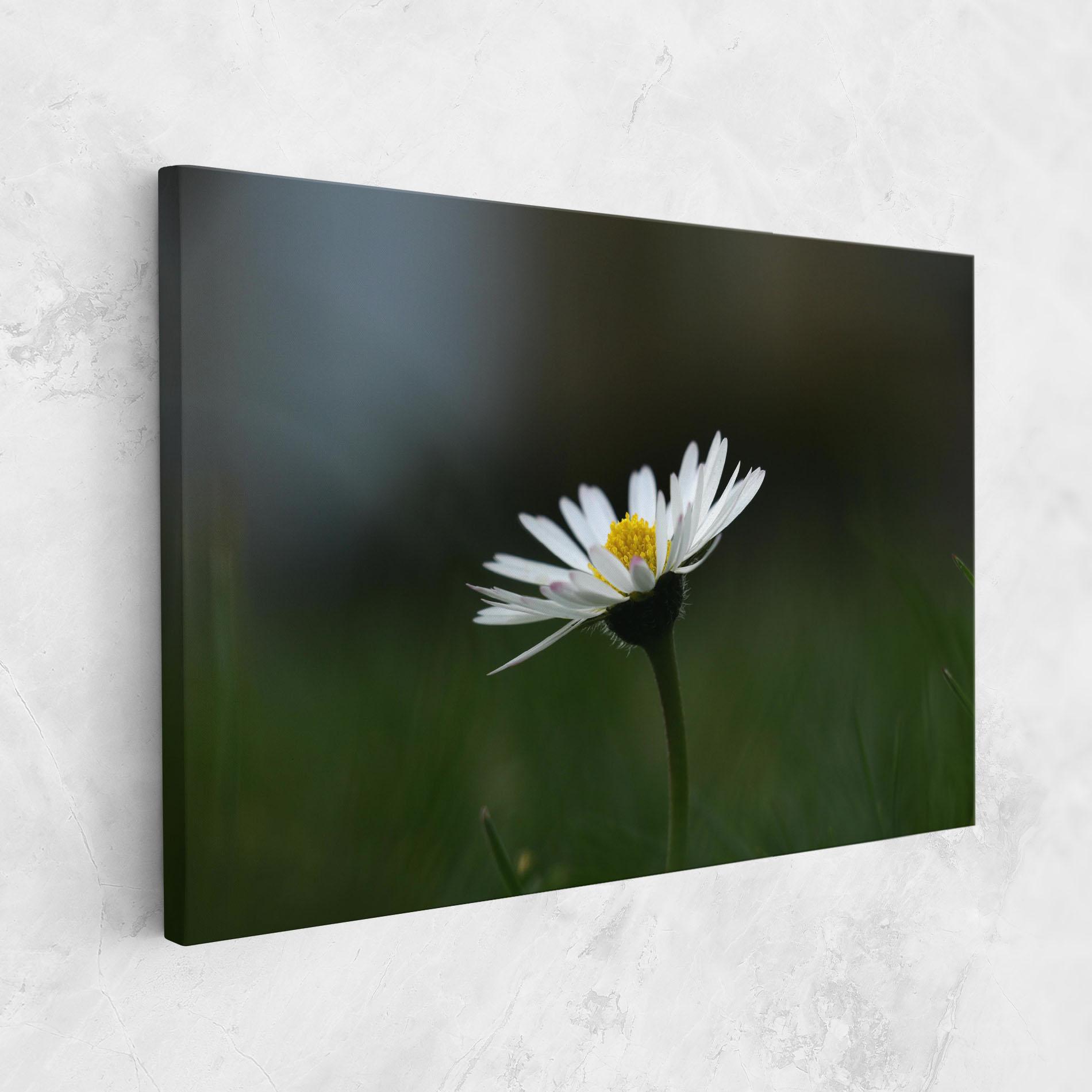 Leinwandbild Garden Daisy mockup 1