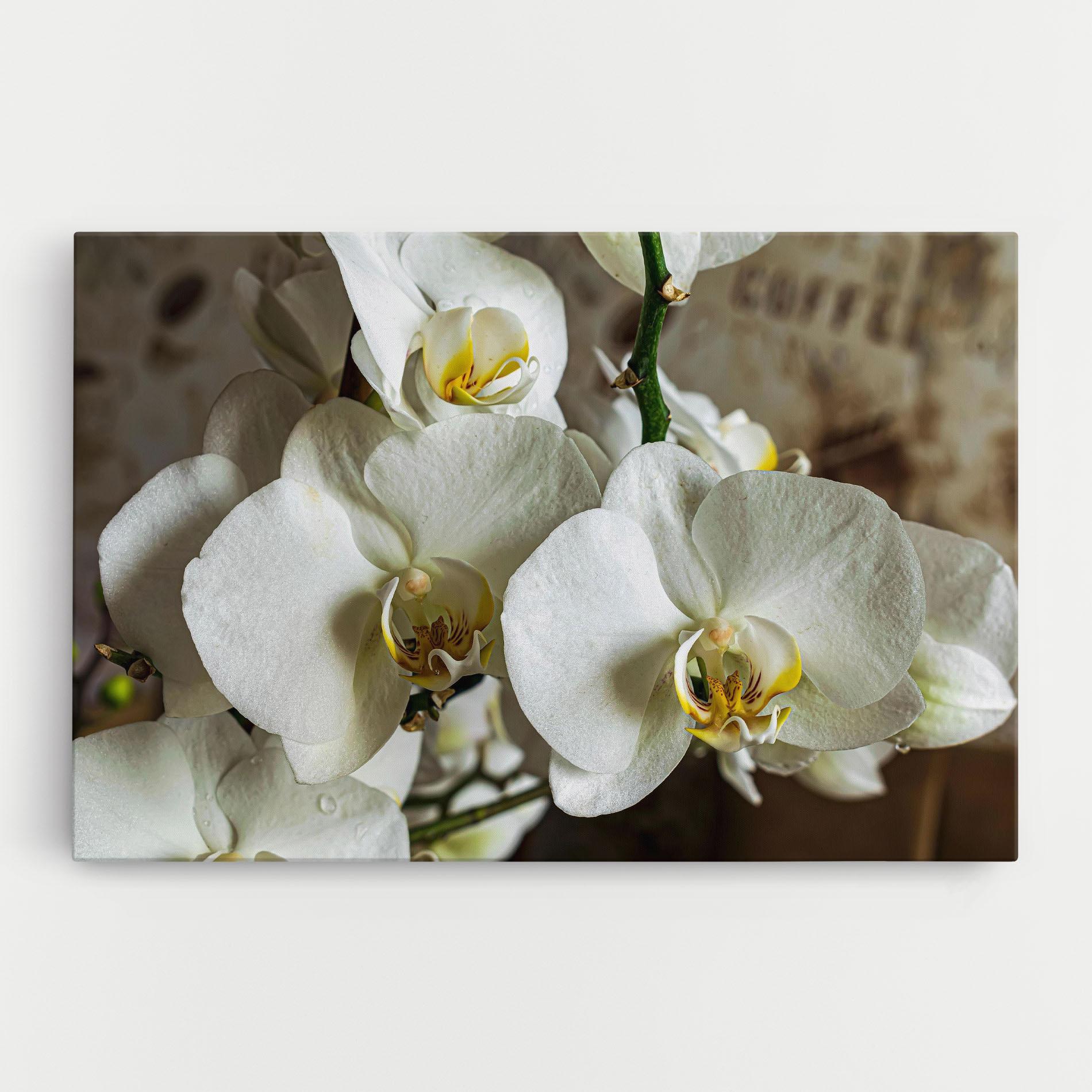 Leinwandbild Beautiful White Orchids mockup 0
