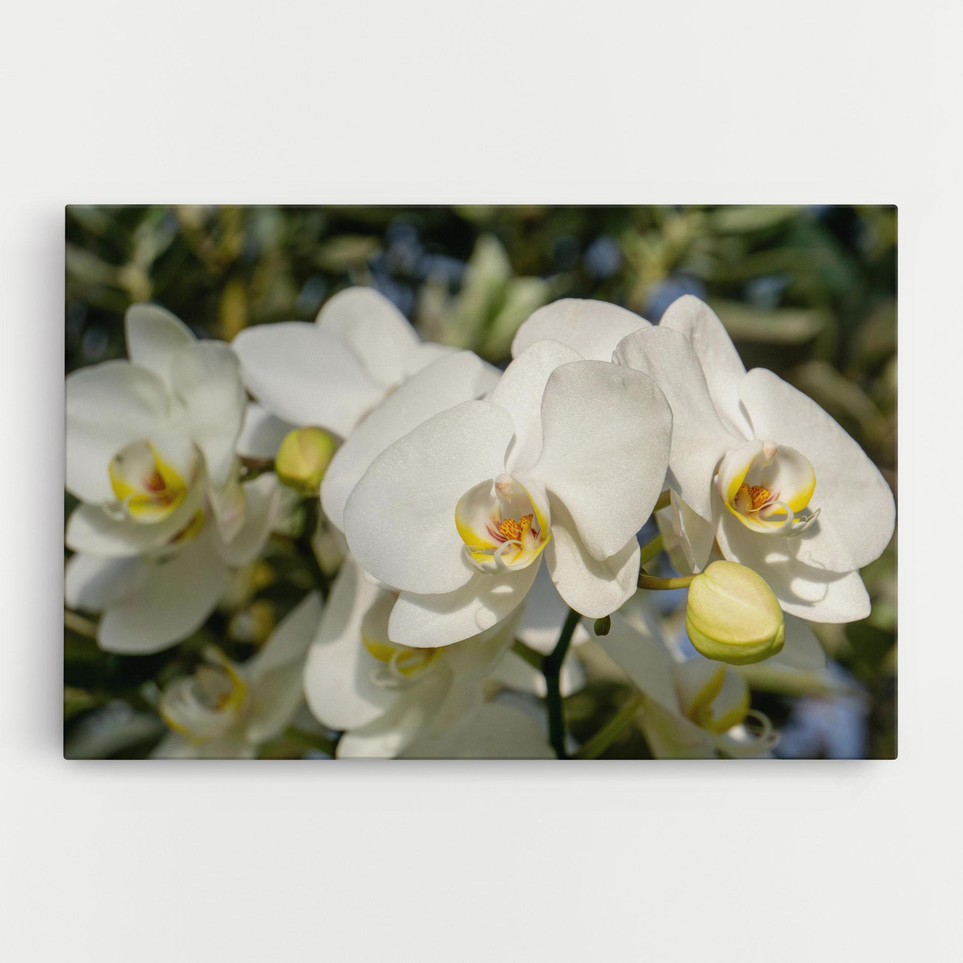 Leinwandbild Big Orchids In Nature mockup 0