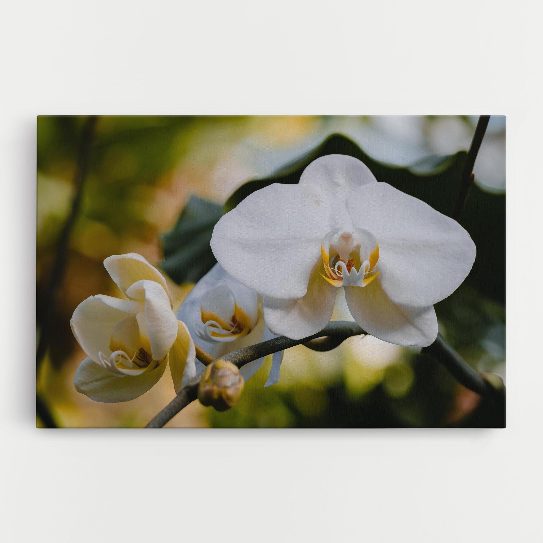 Leinwandbild Cream Orchid In Nature mockup 0