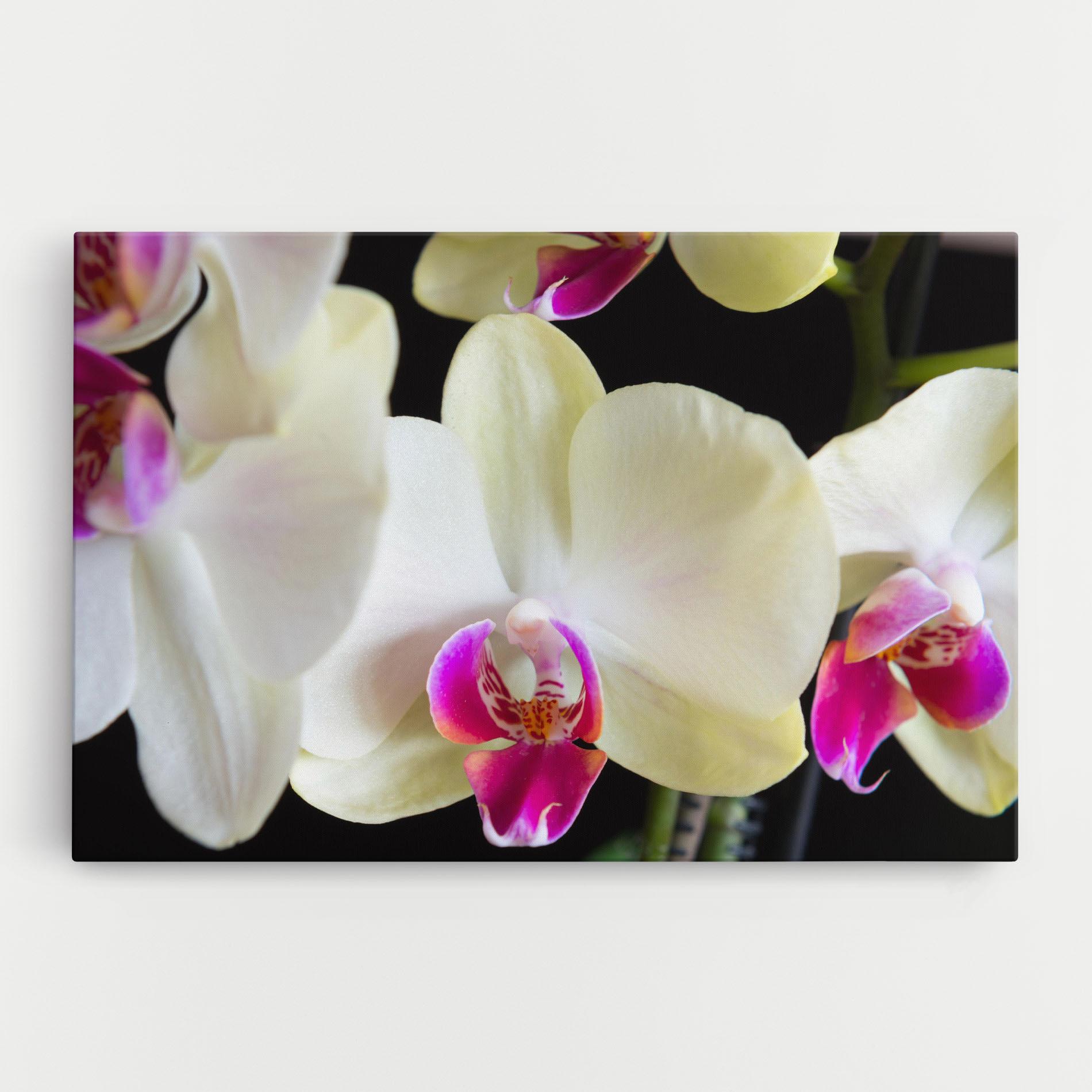 Leinwandbild Cream Purple Orchids mockup 0