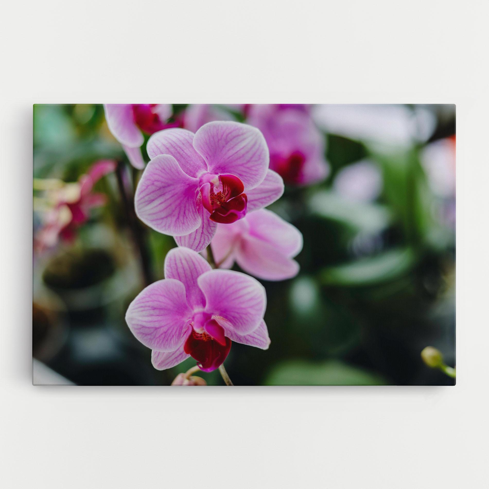 Leinwandbild Garden Purple Orchids mockup 0