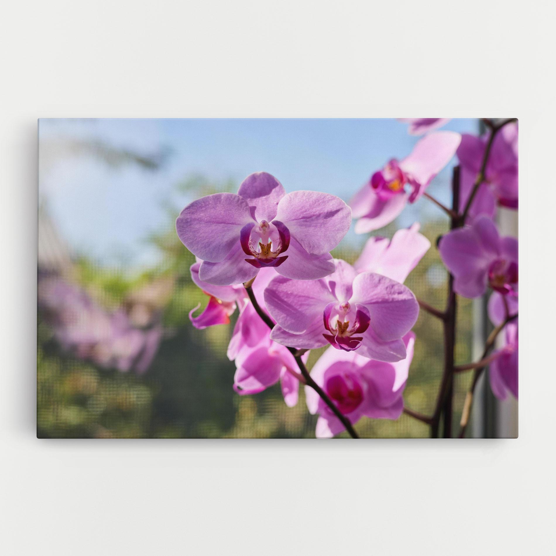 Leinwandbild Orchids In The Garden mockup 0