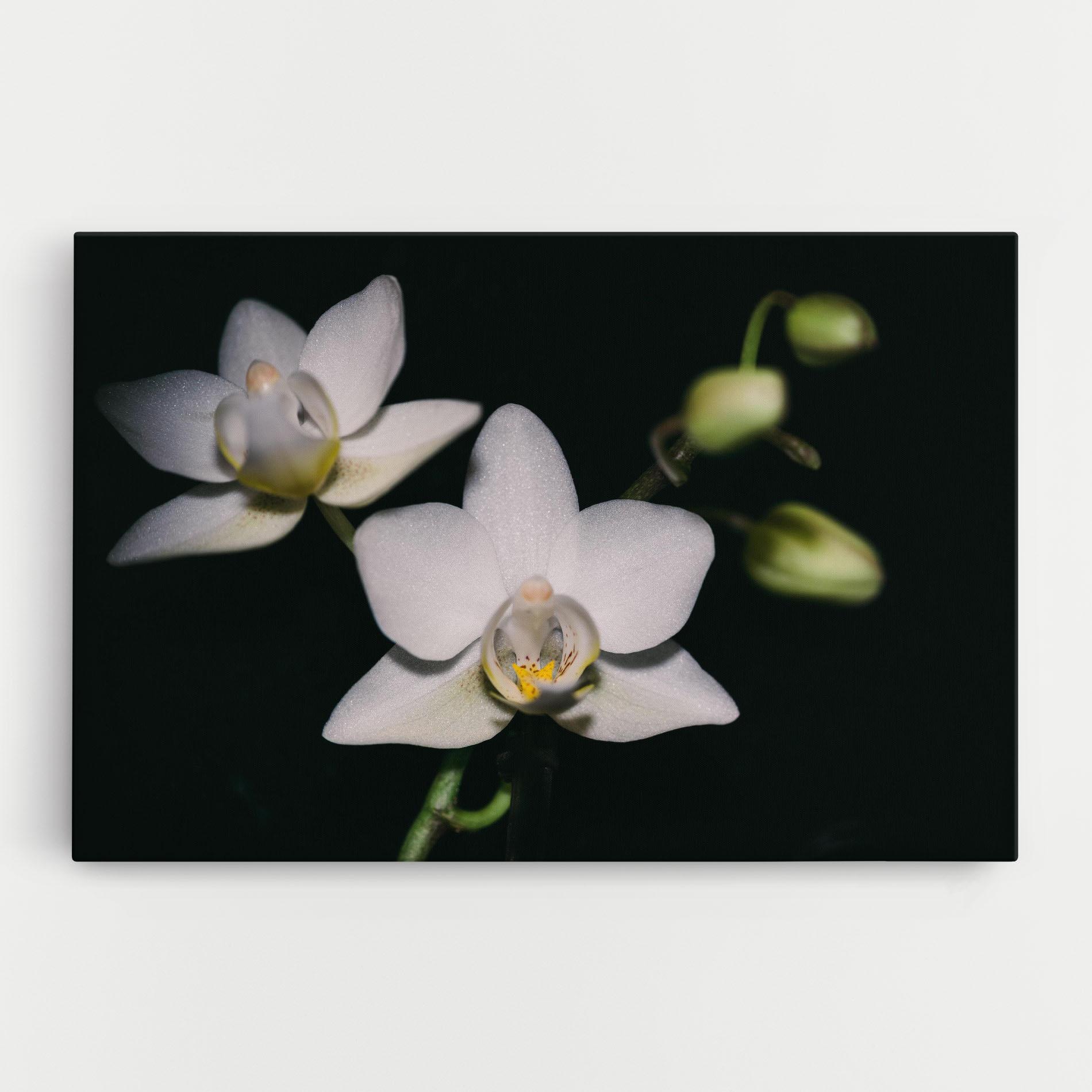 Leinwandbild Orchids On Black mockup 0