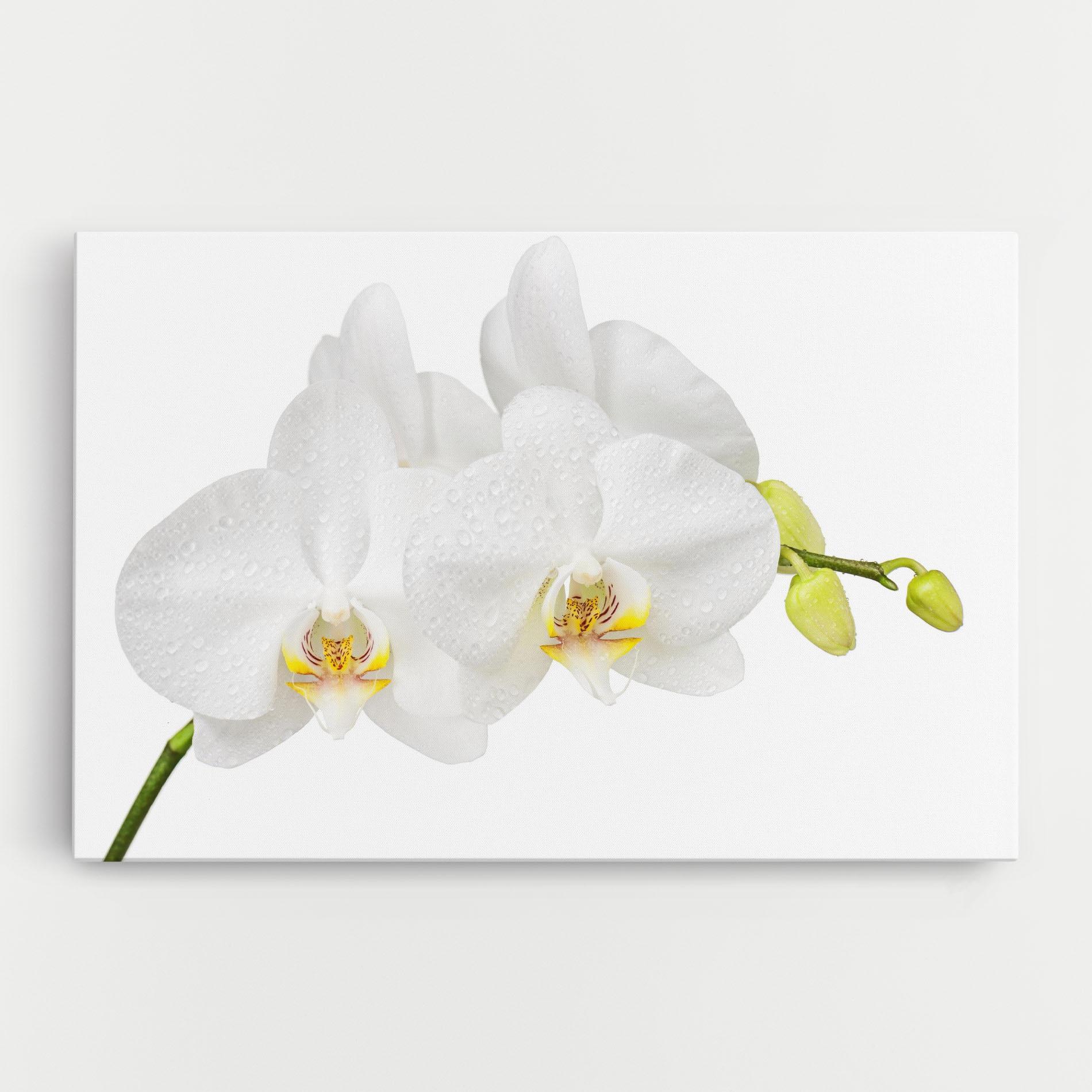 Leinwandbild Orchids On White mockup 0
