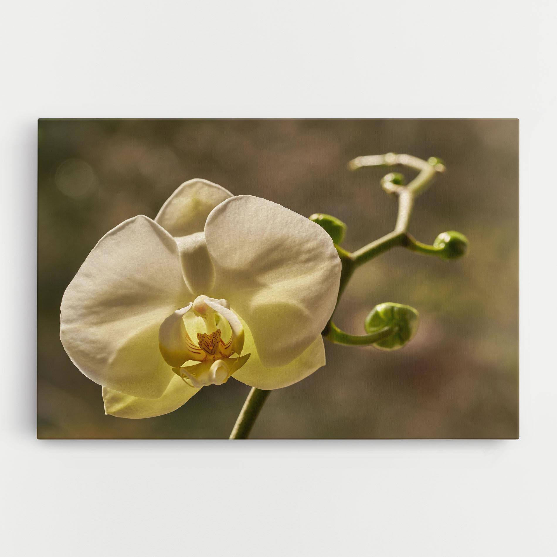 Leinwandbild Pastel Yellow Orchid In Garden mockup 0