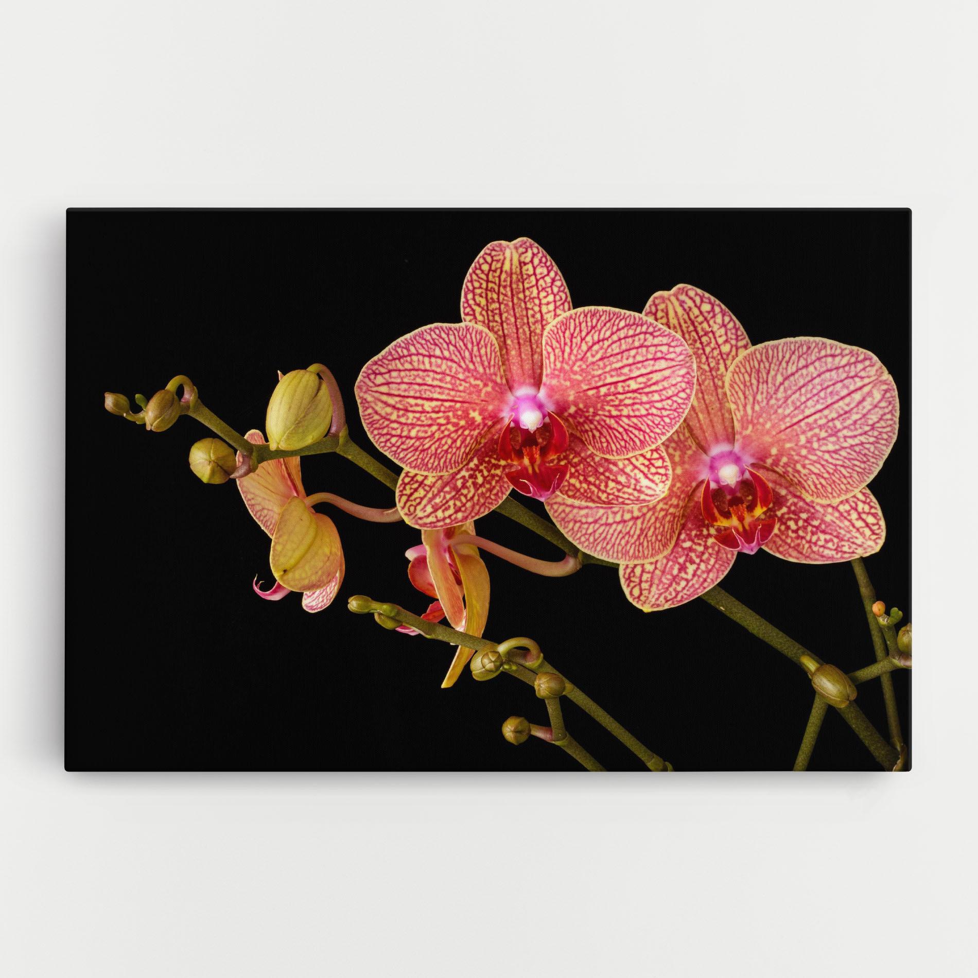 Leinwandbild Pink Orchids On Black mockup 0