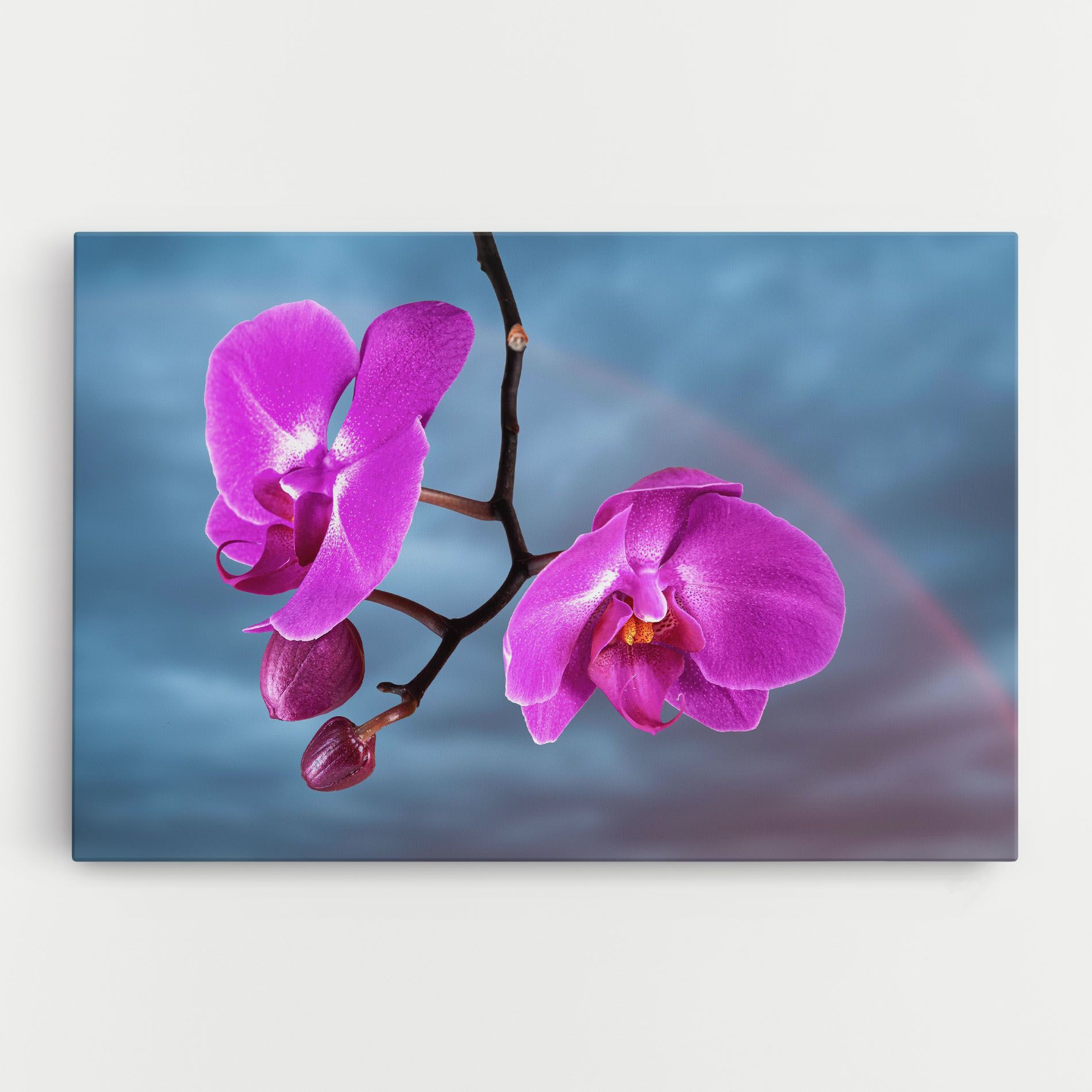 Sky Purple Orchid mockup 0