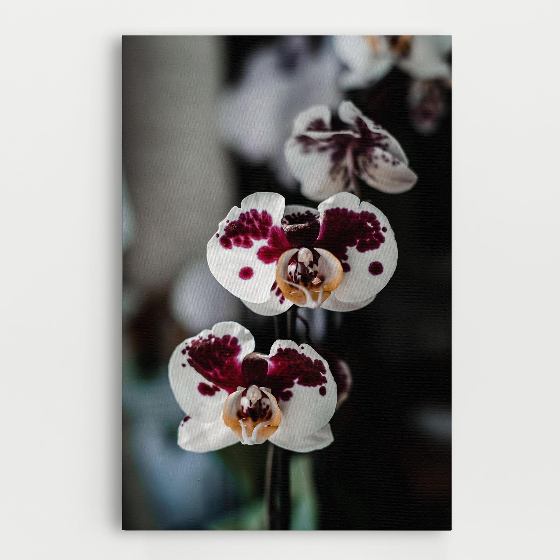 Leinwandbild Dark Purple Orchid mockup 0