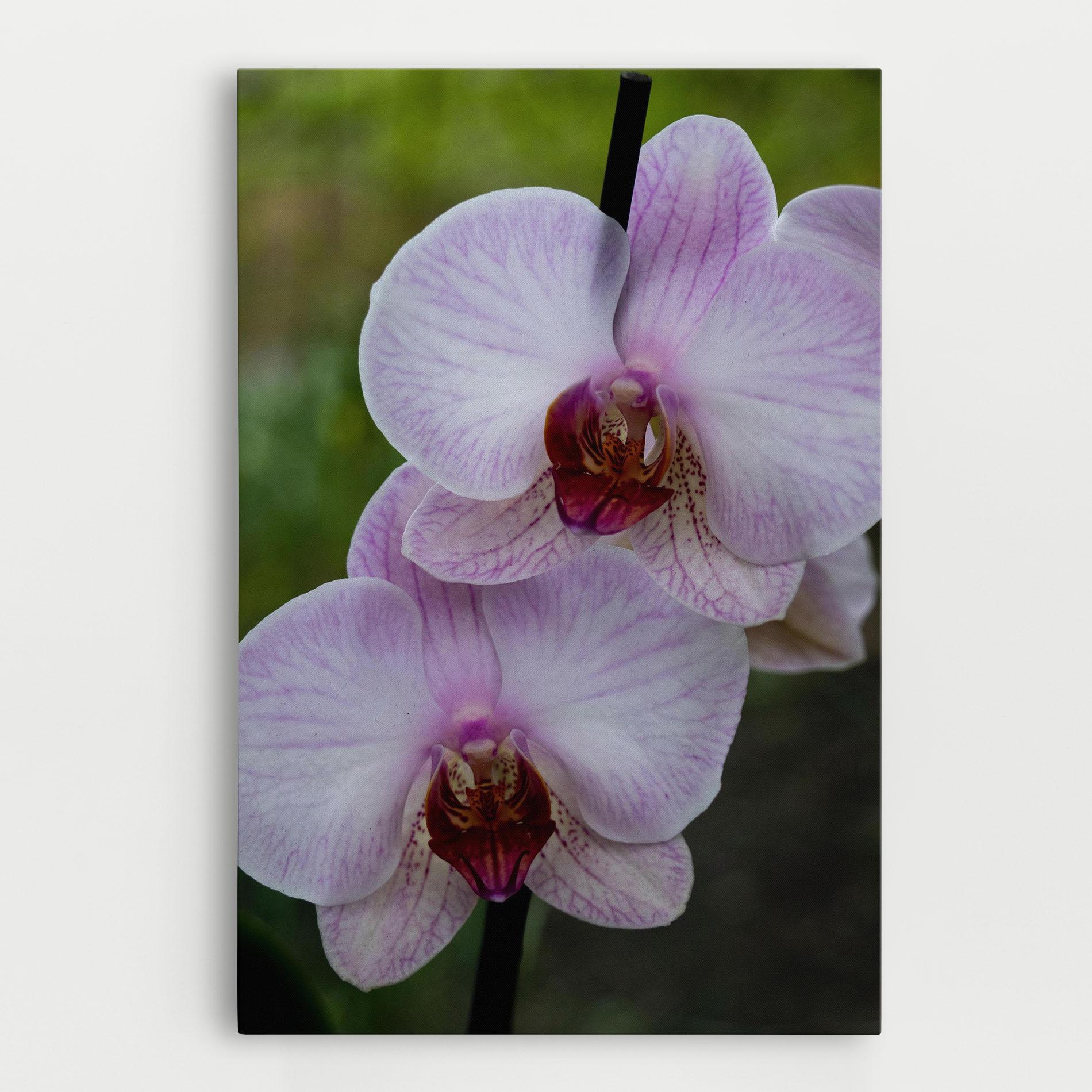 Leinwandbild Garden Light Purple Orchid mockup 0