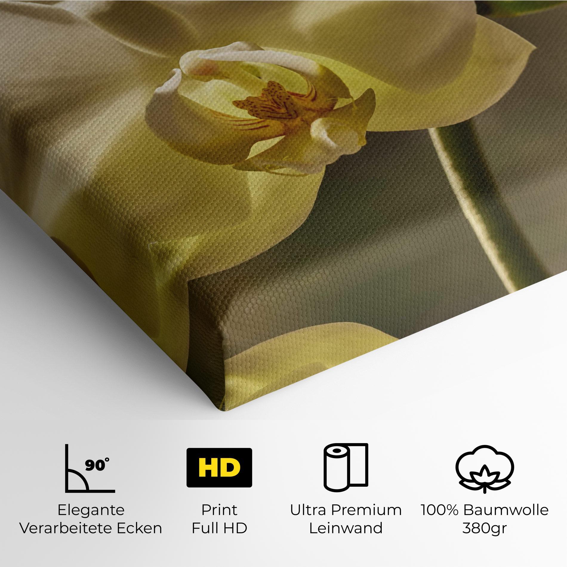 Leinwandbild Pastel Yellow Orchid In Garden mockup 4