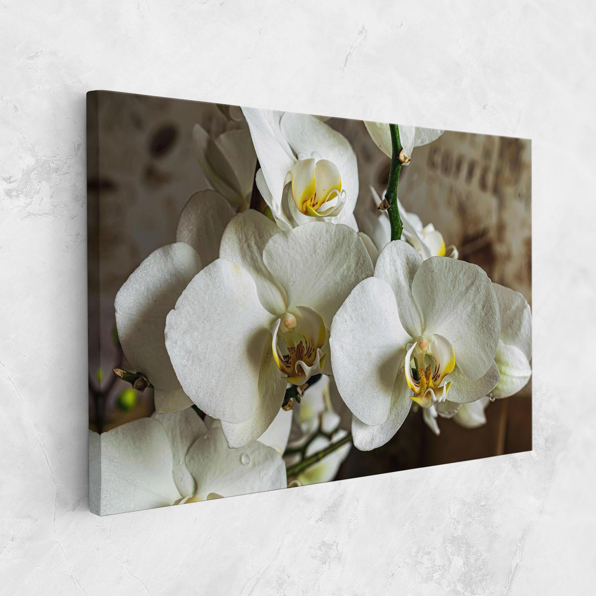 Leinwandbild Beautiful White Orchids mockup 1