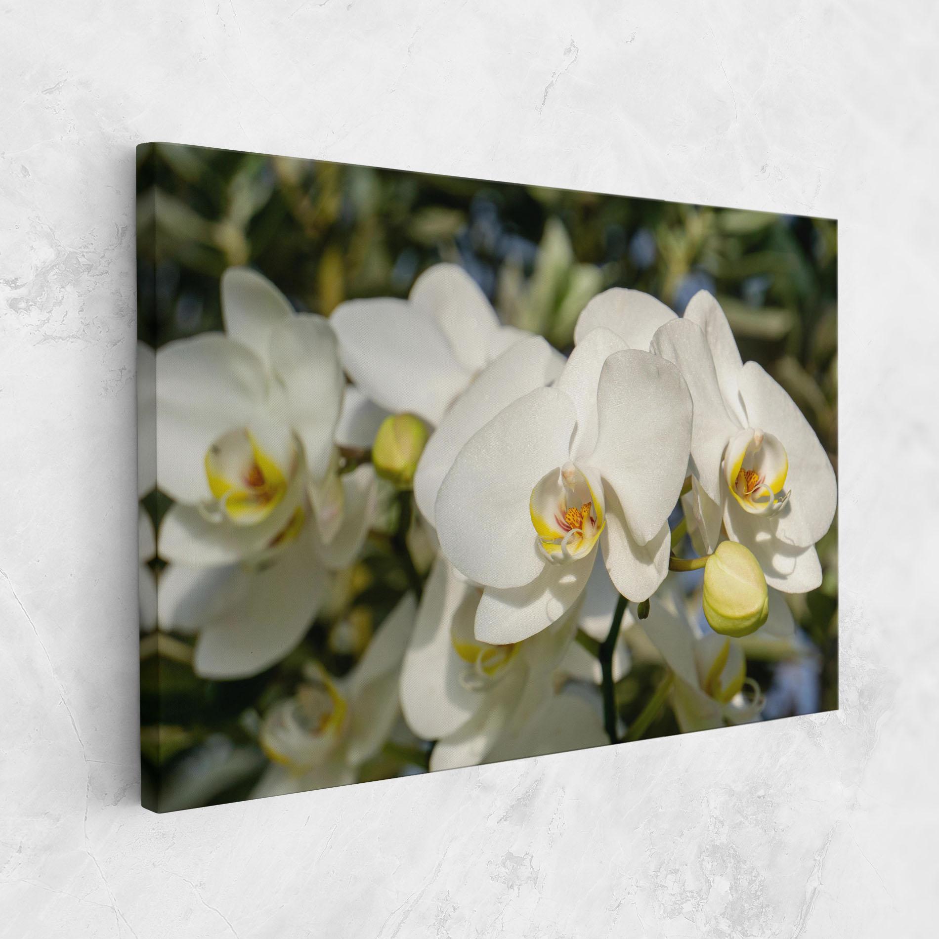 Leinwandbild Big Orchids In Nature mockup 1
