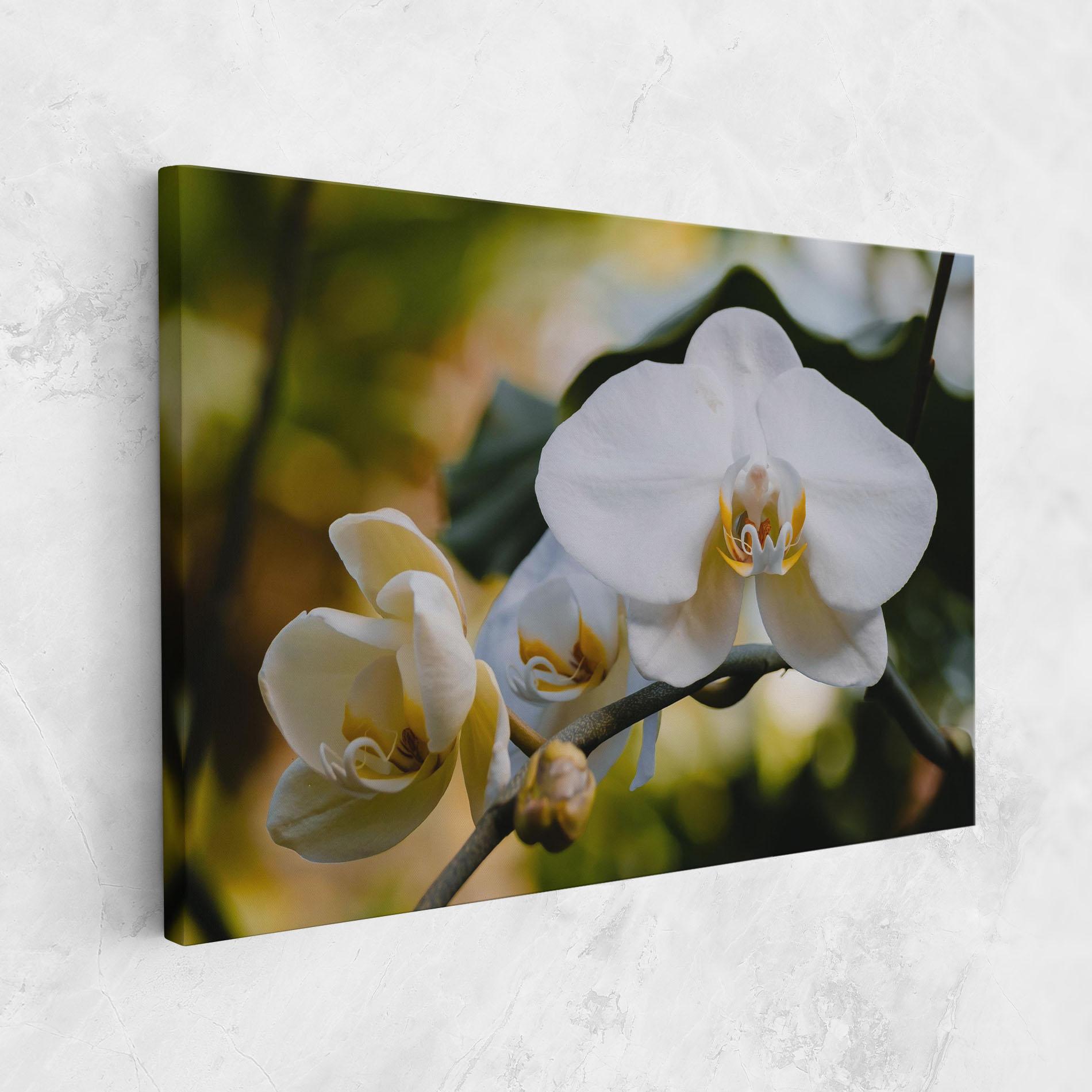 Leinwandbild Cream Orchid In Nature mockup 1