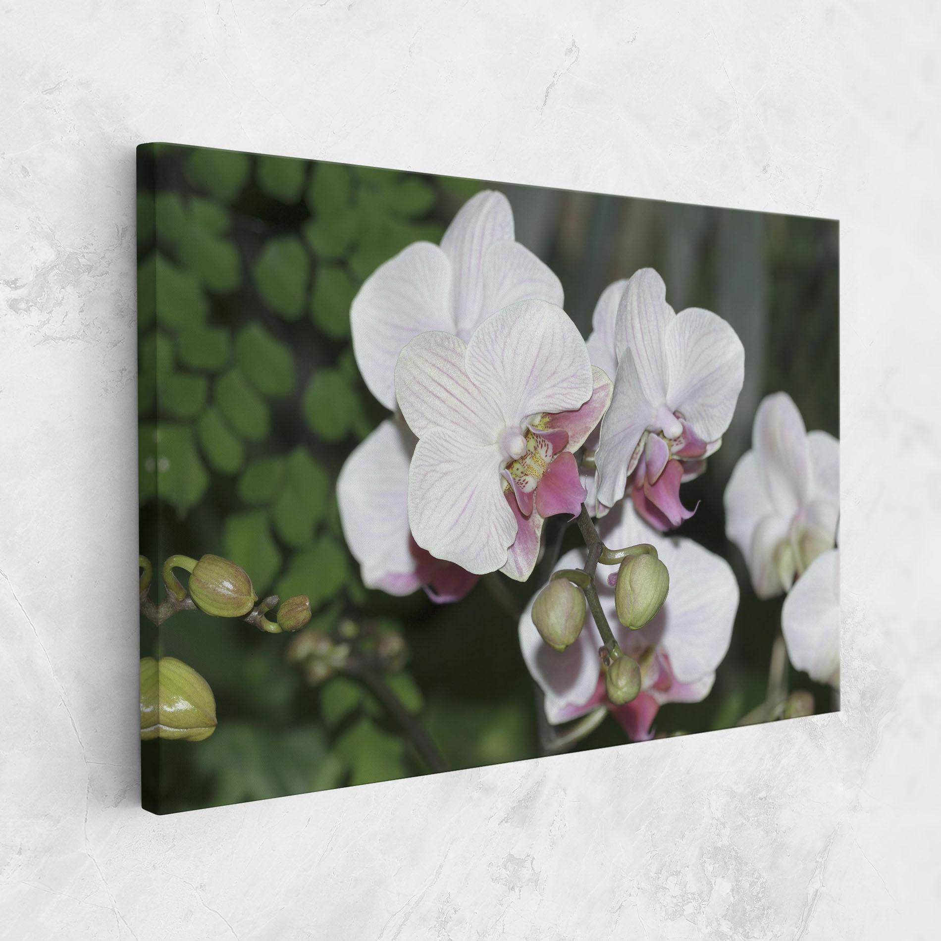 Leinwandbild Orchid Botanical Garden mockup 1