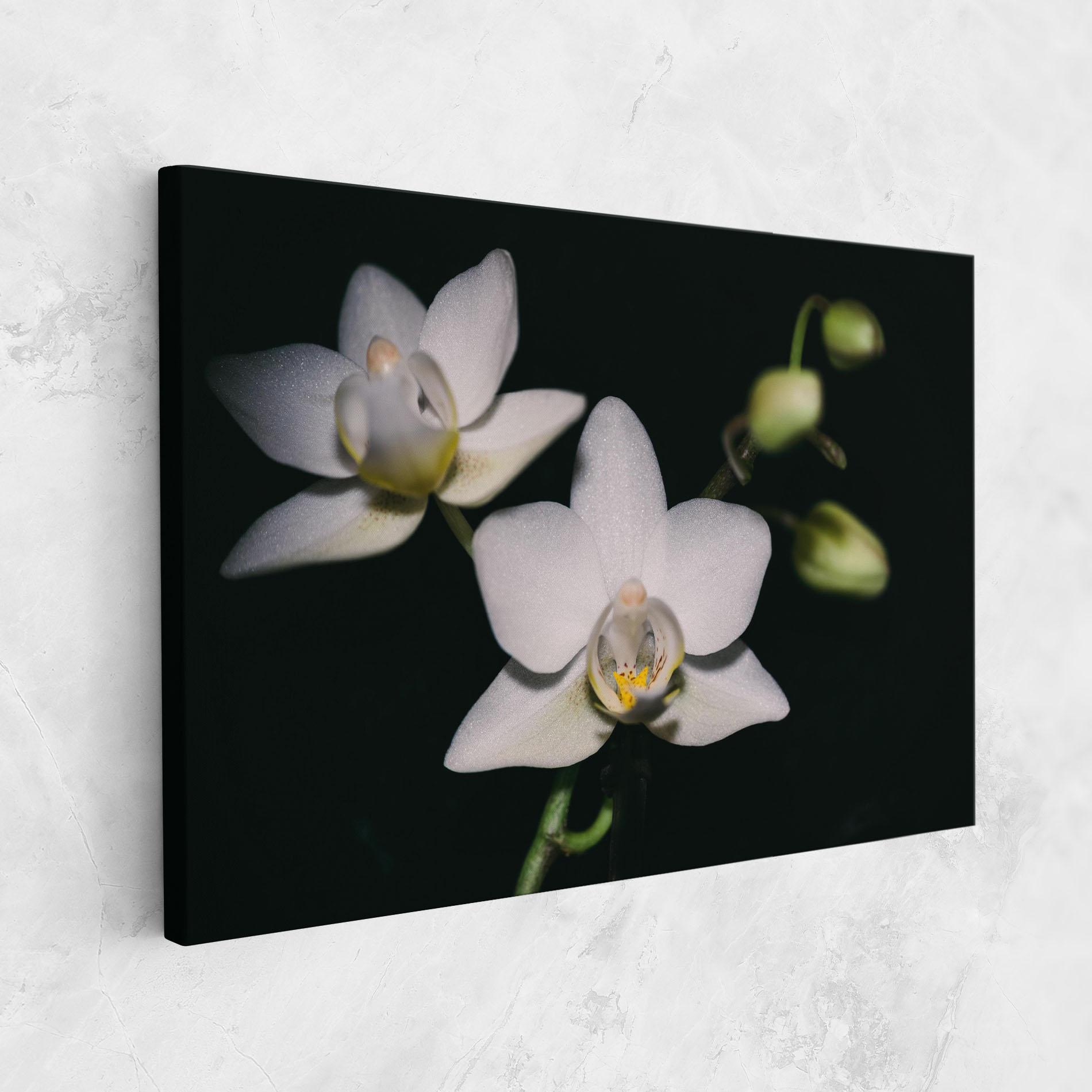Leinwandbild Orchids On Black mockup 1