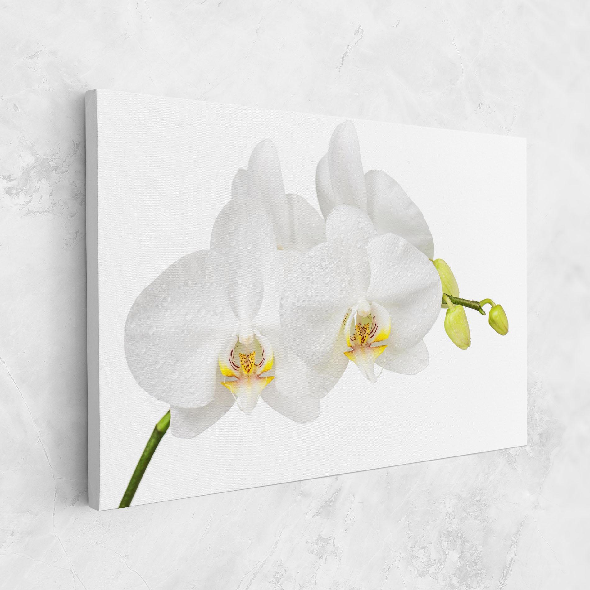 Leinwandbild Orchids On White mockup 1
