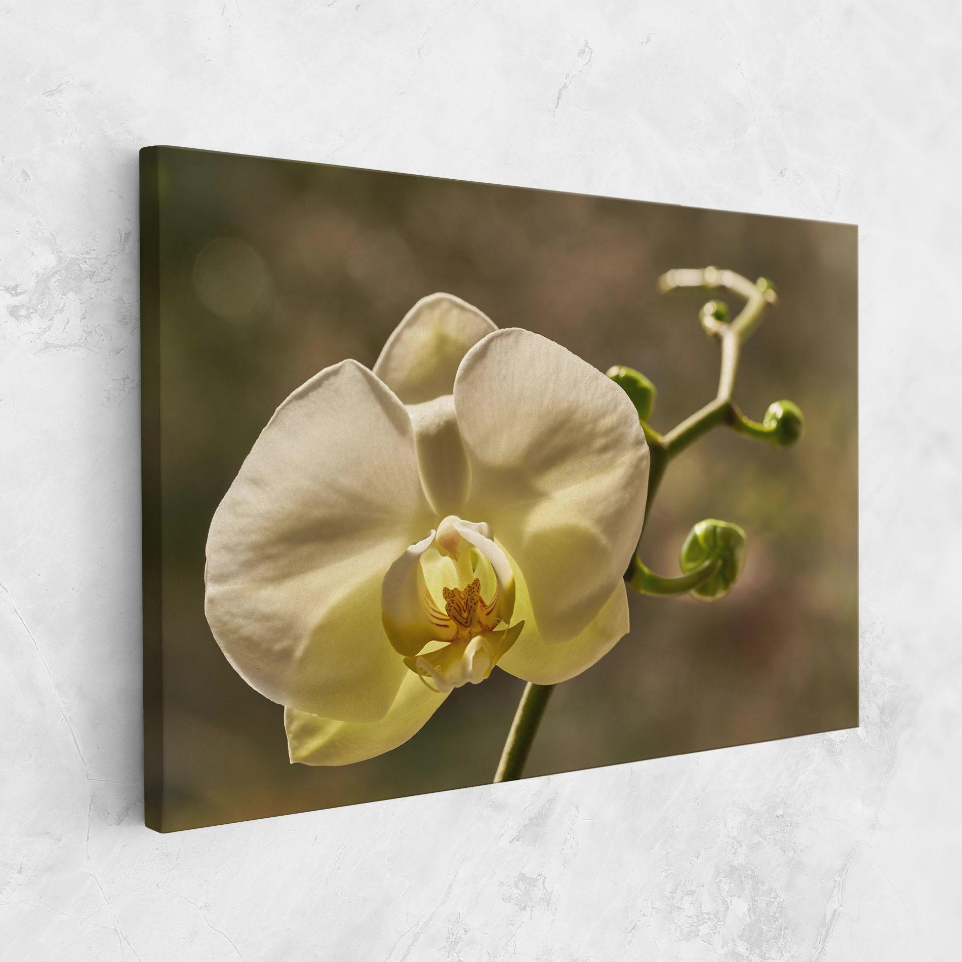 Leinwandbild Pastel Yellow Orchid In Garden mockup 1