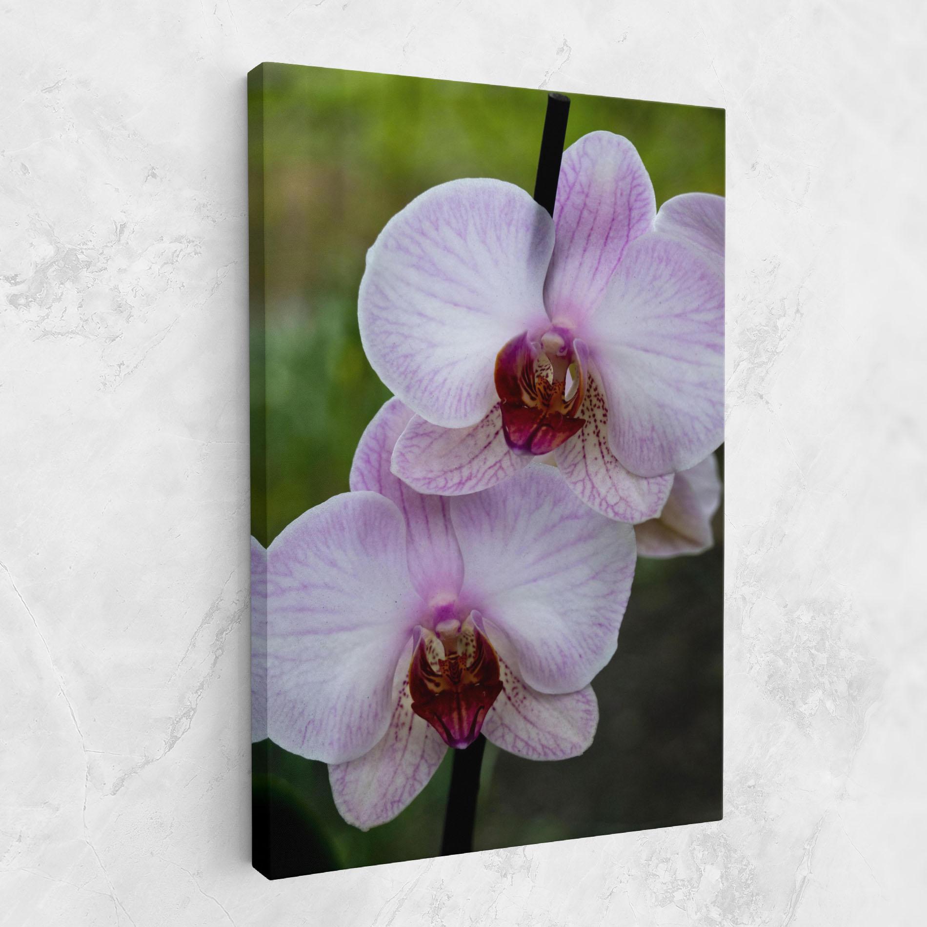 Leinwandbild Garden Light Purple Orchid mockup 1