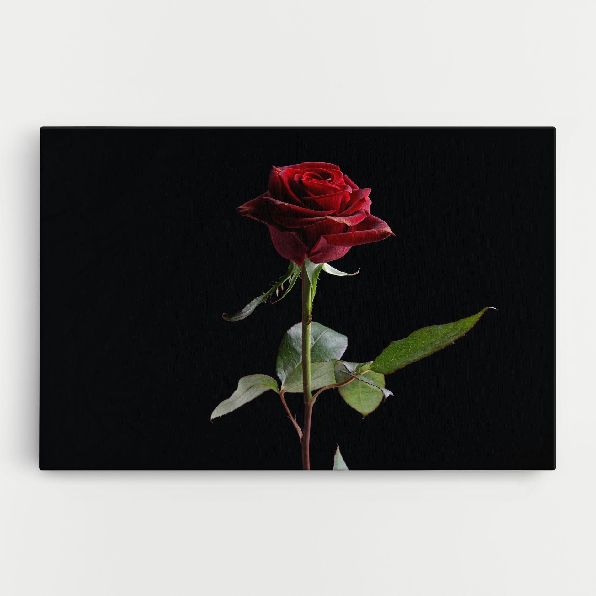 Leinwandbild Beautiful Red Rose mockup 0