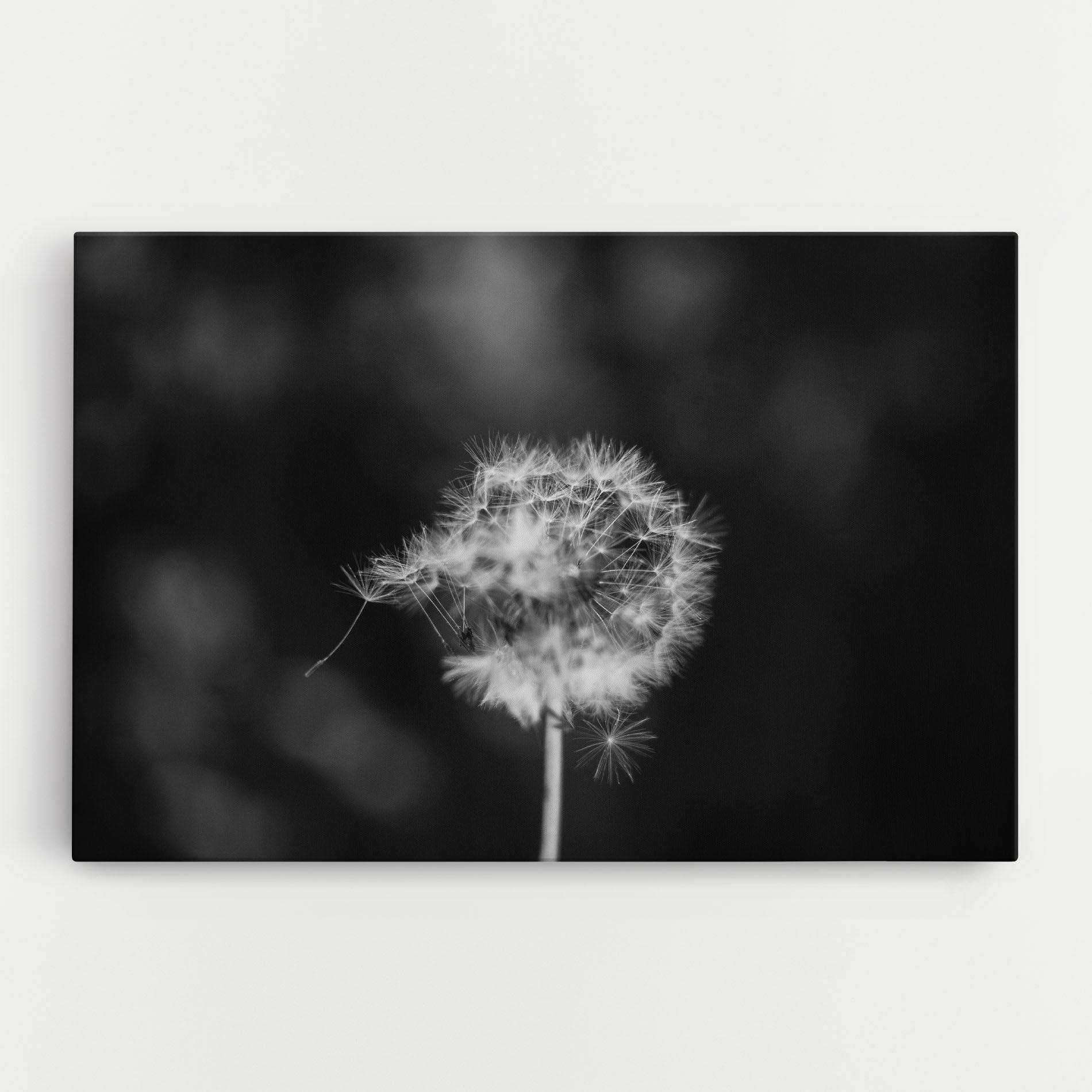 Leinwandbild Grey Dandelion mockup 0