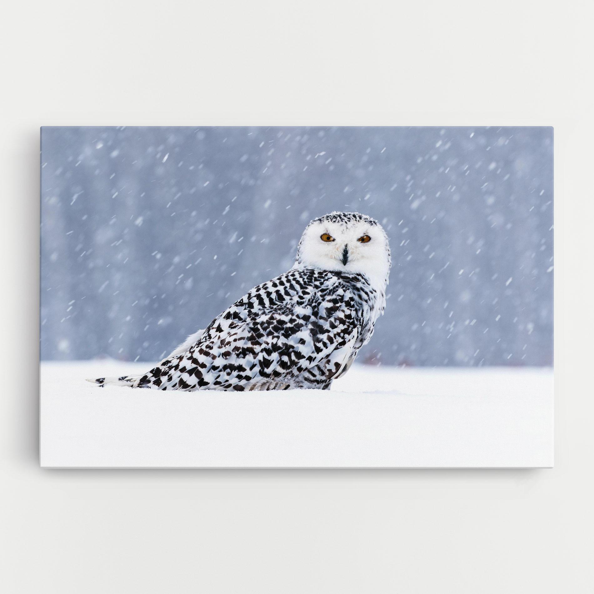 Leinwandbild Snow Owl mockup 0