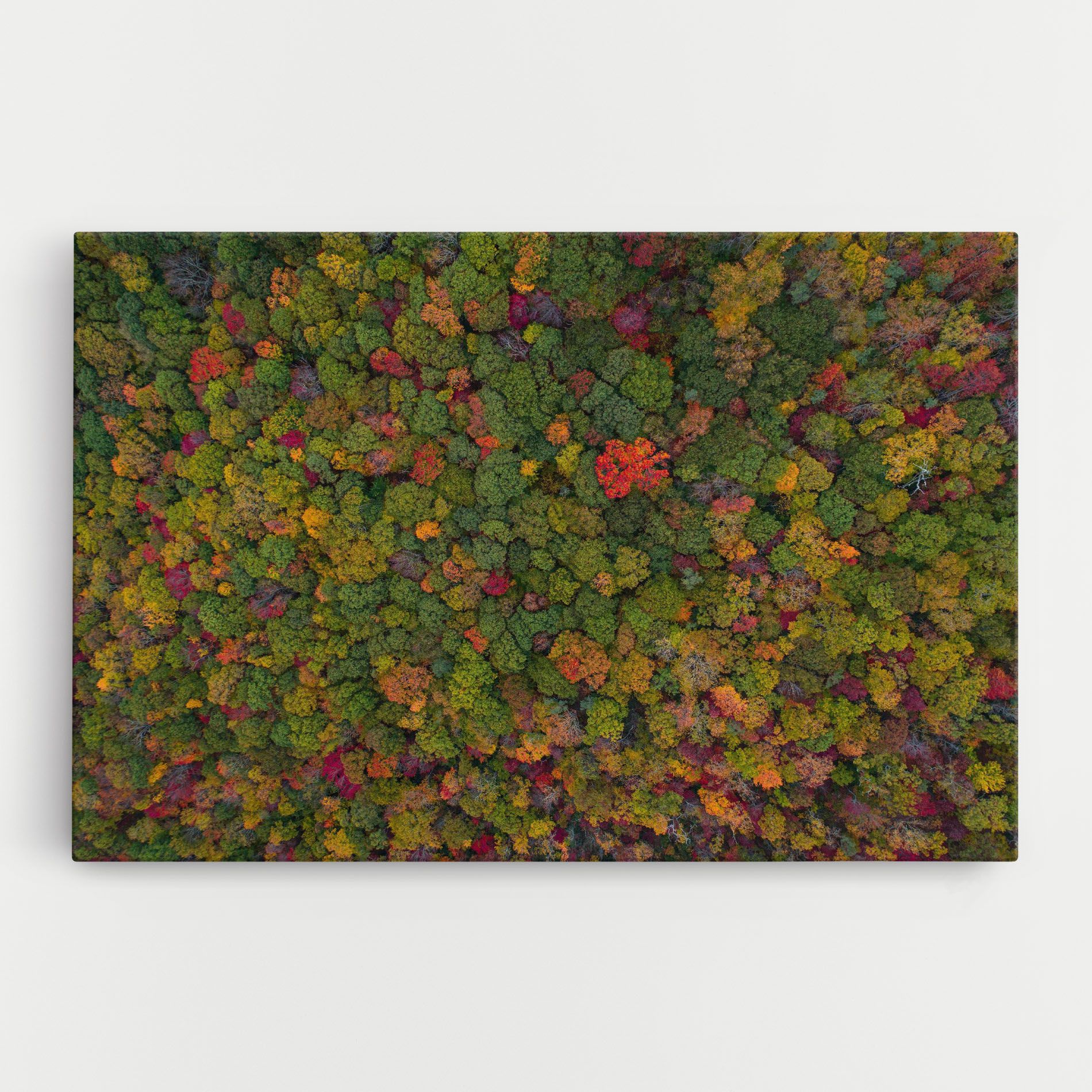 Color Mix Forest mockup 0