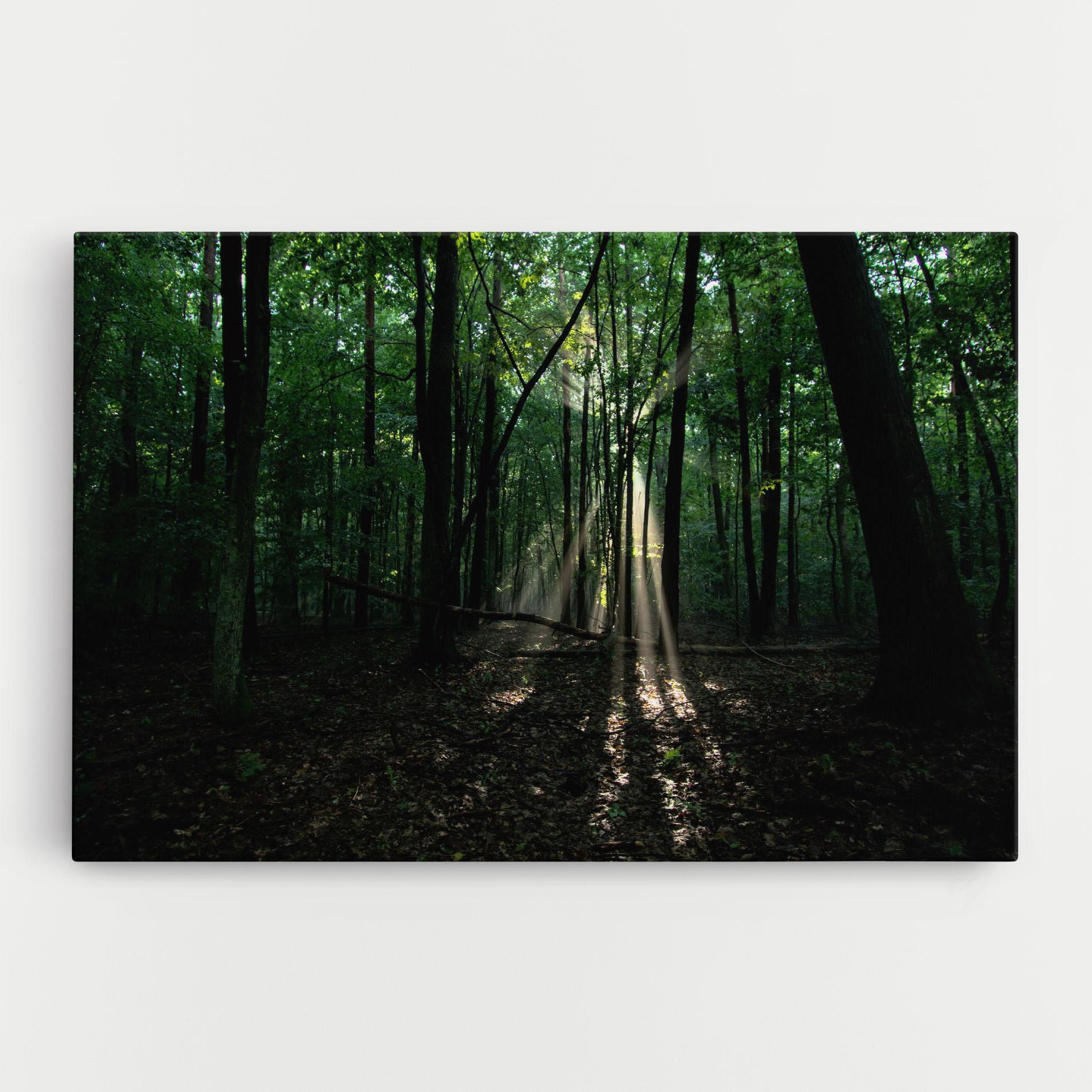 Leinwandbild Forest Sun Light mockup 0