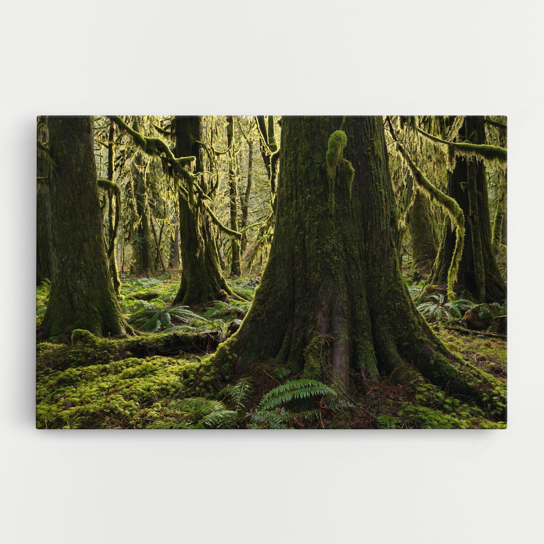Leinwandbild Green Moss Forest mockup 0