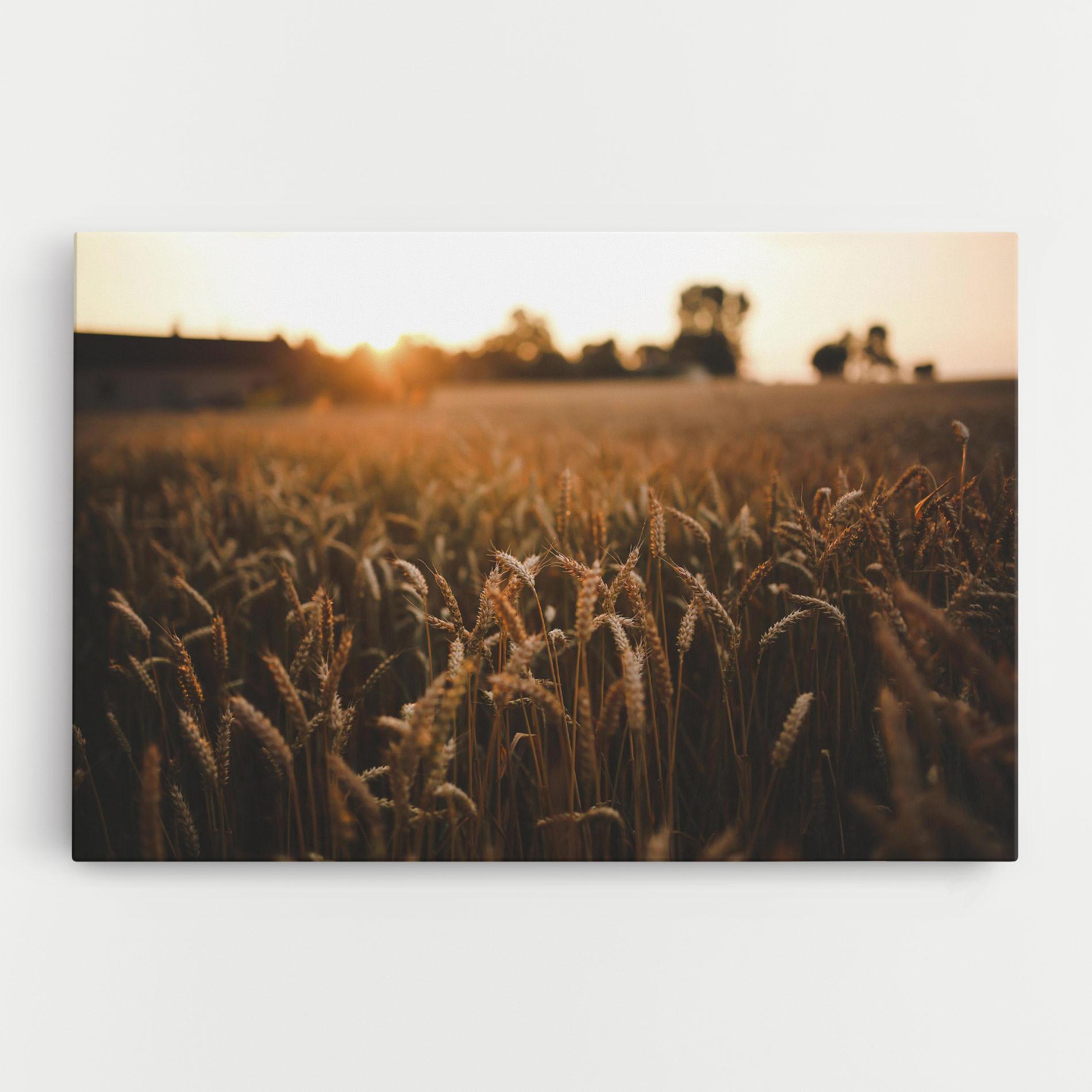 Leinwandbild Wheat Sunrise mockup 0
