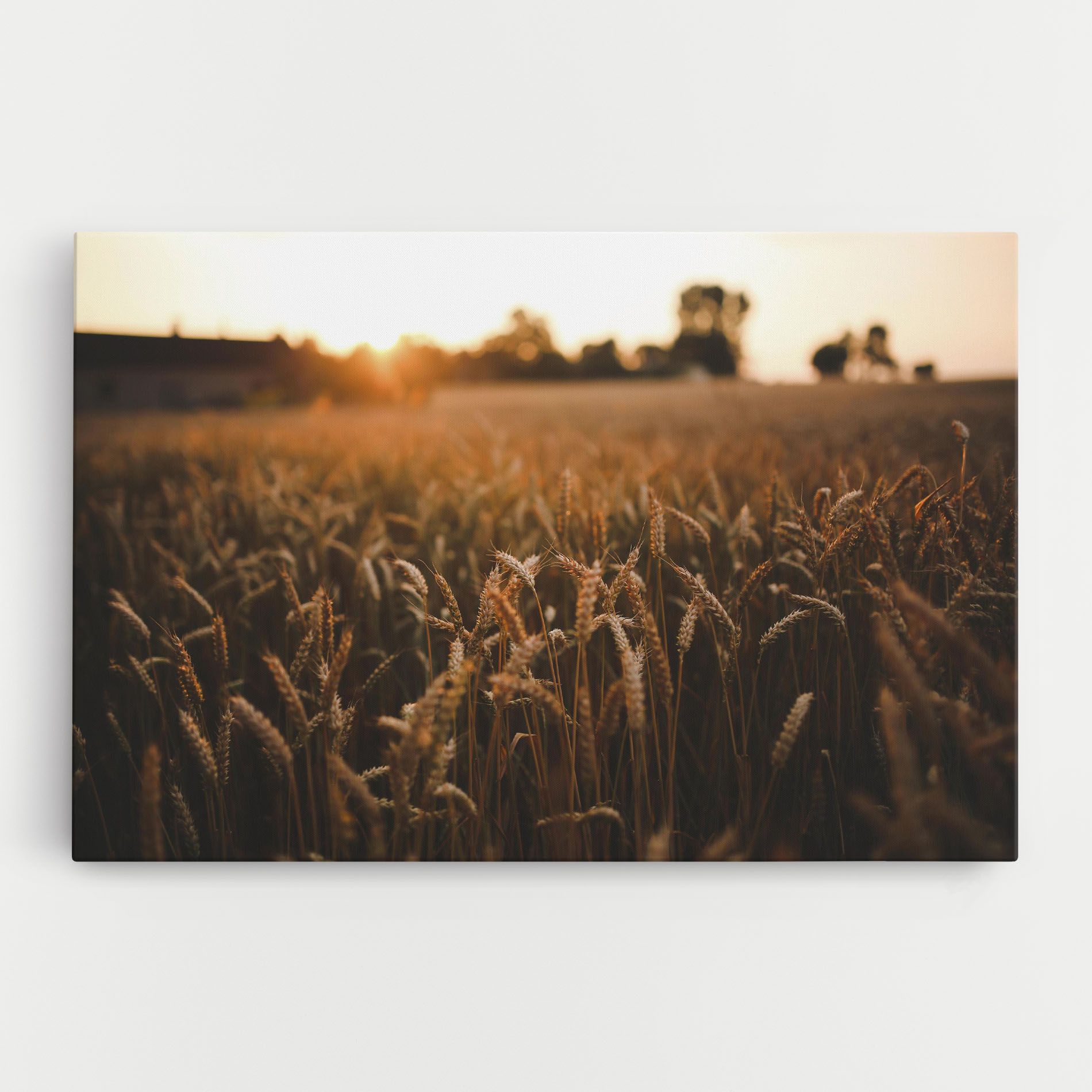 Wheat Sunrise mockup 0