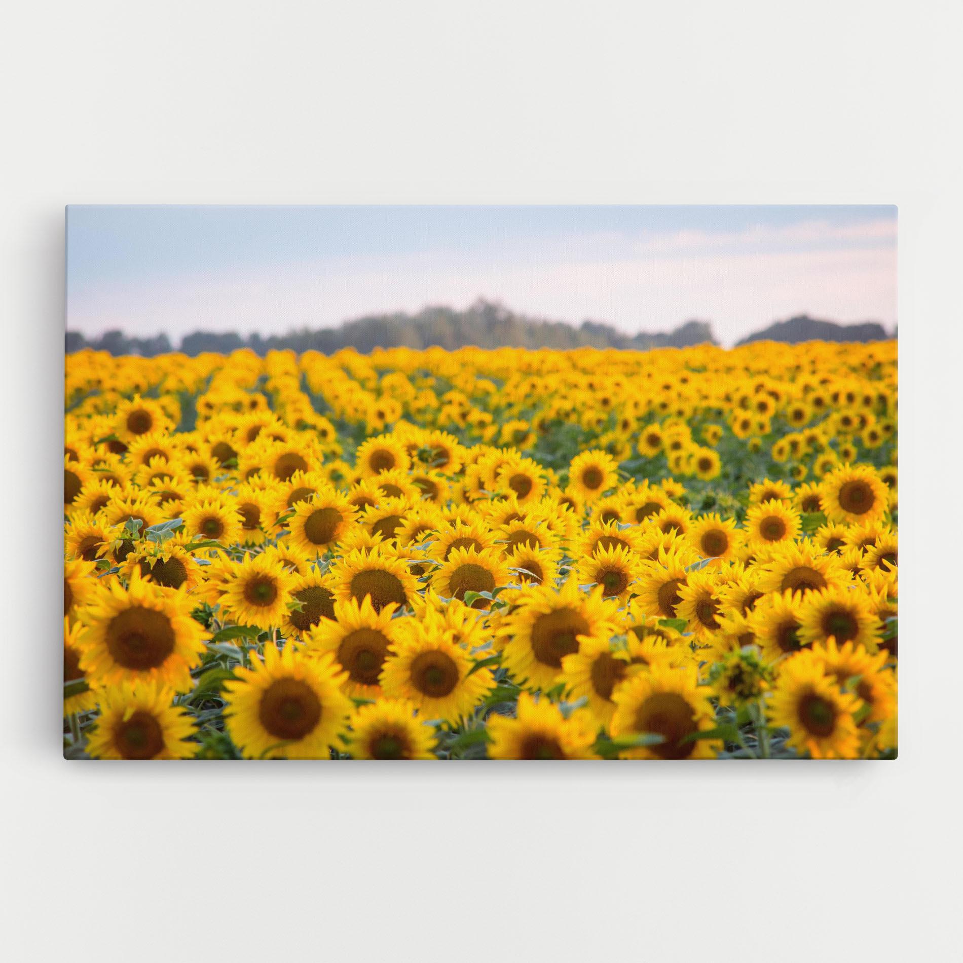 Leinwandbild Blooming Sunflowers mockup 0