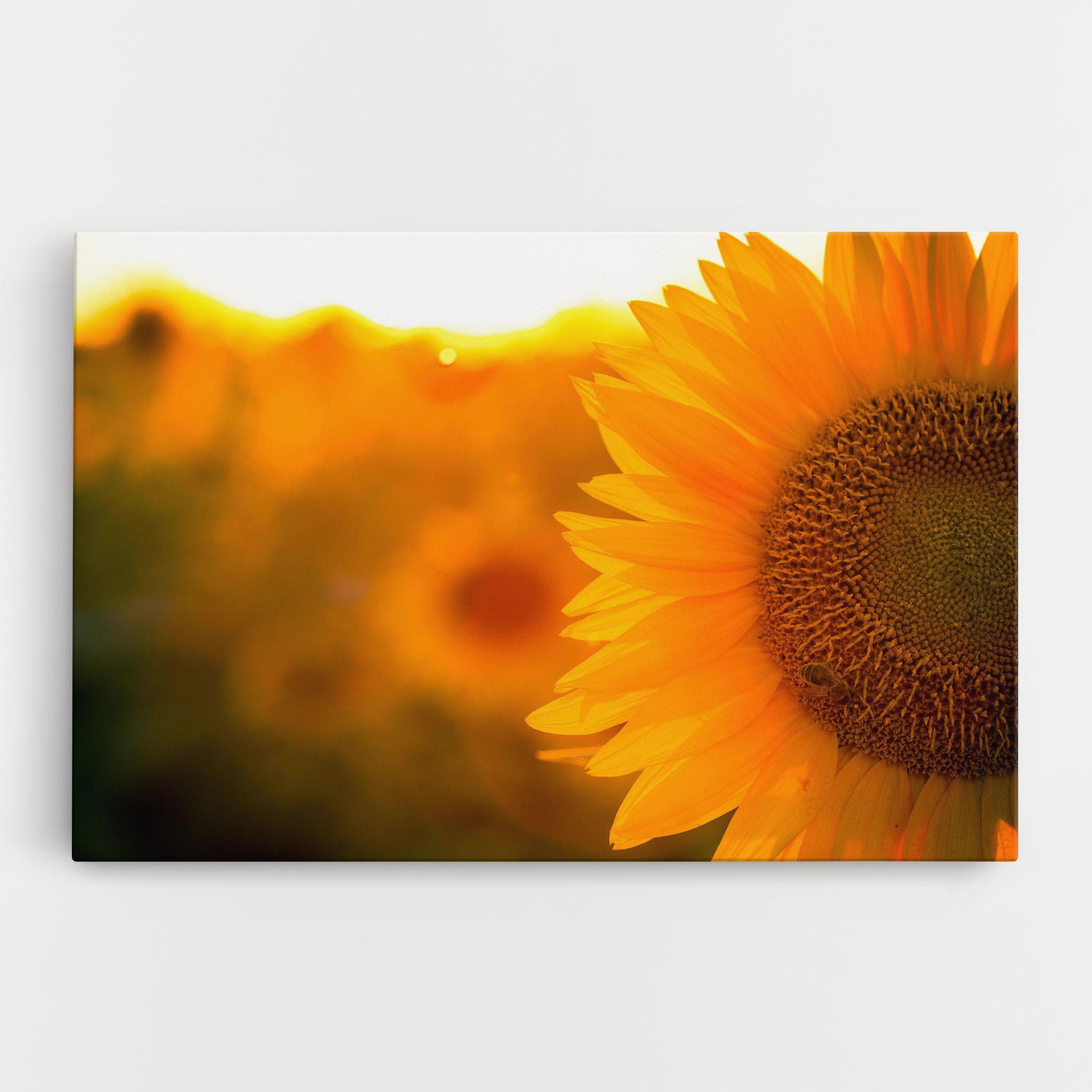Leinwandbild Sunflower mockup 0