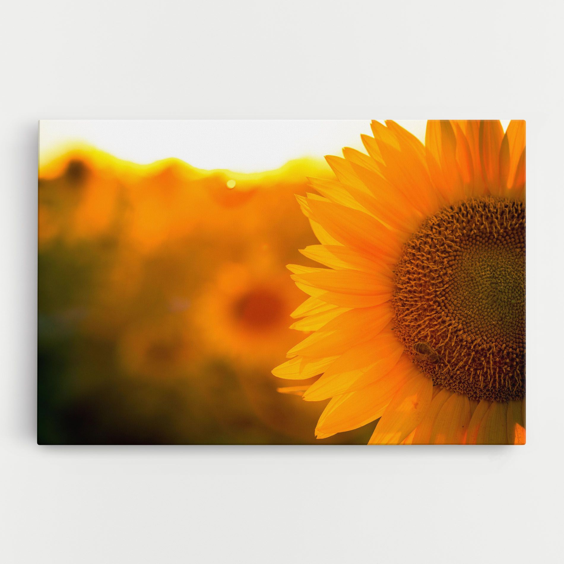 Sunflower mockup 0