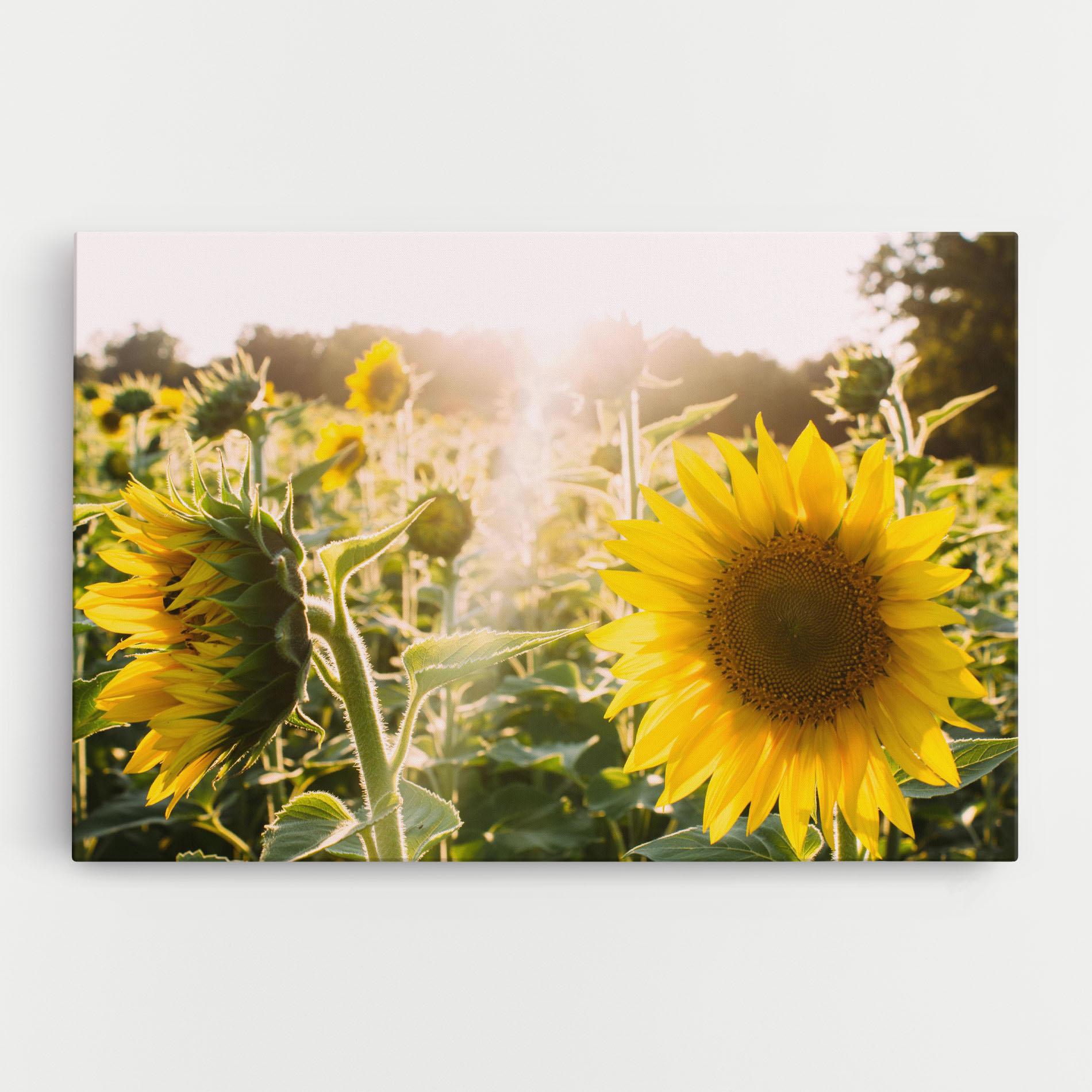 Leinwandbild Yellow Sun Flower mockup 0