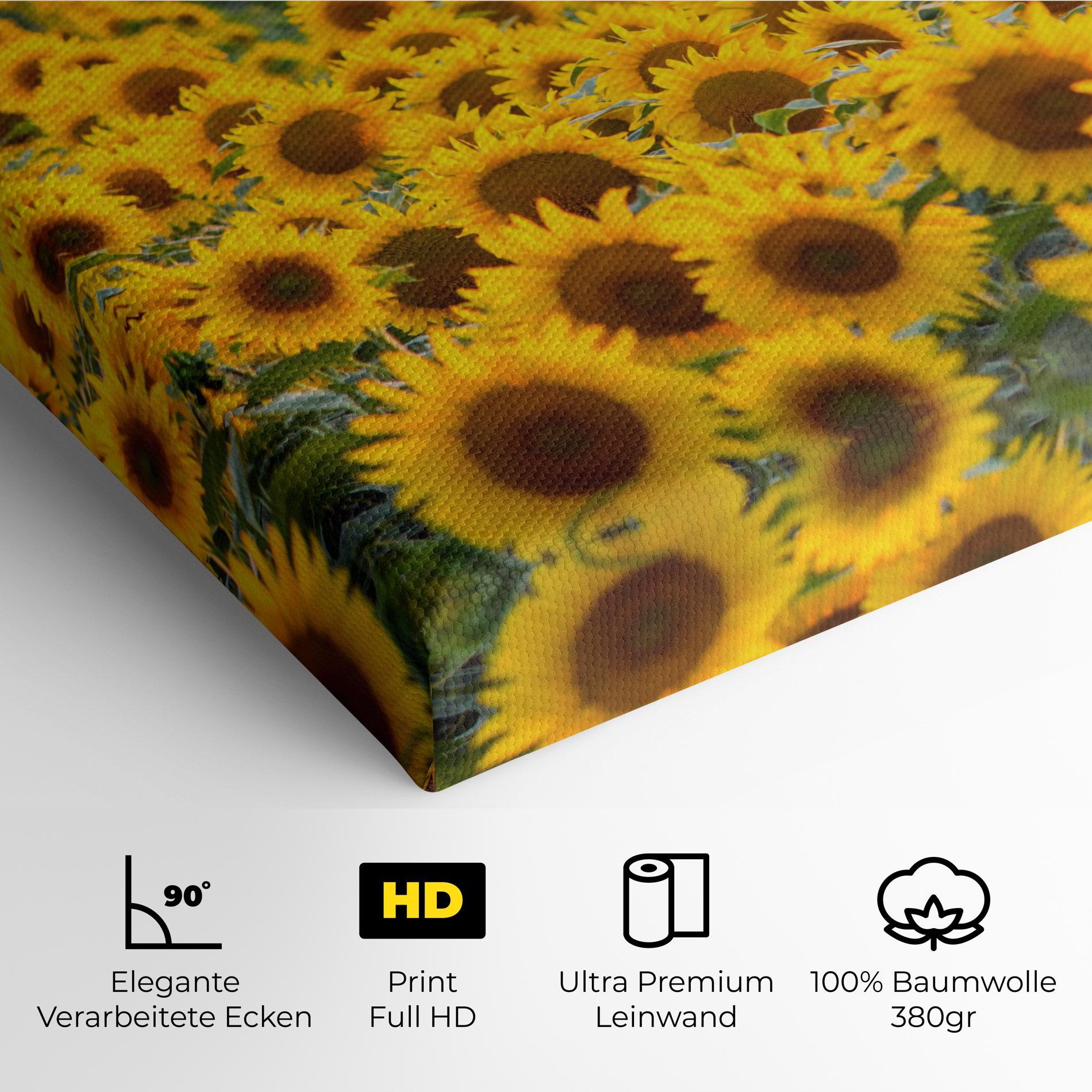 Leinwandbild Blooming Sunflowers mockup 4