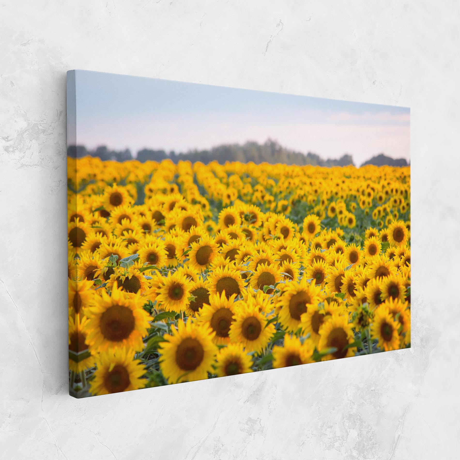 Leinwandbild Blooming Sunflowers mockup 1