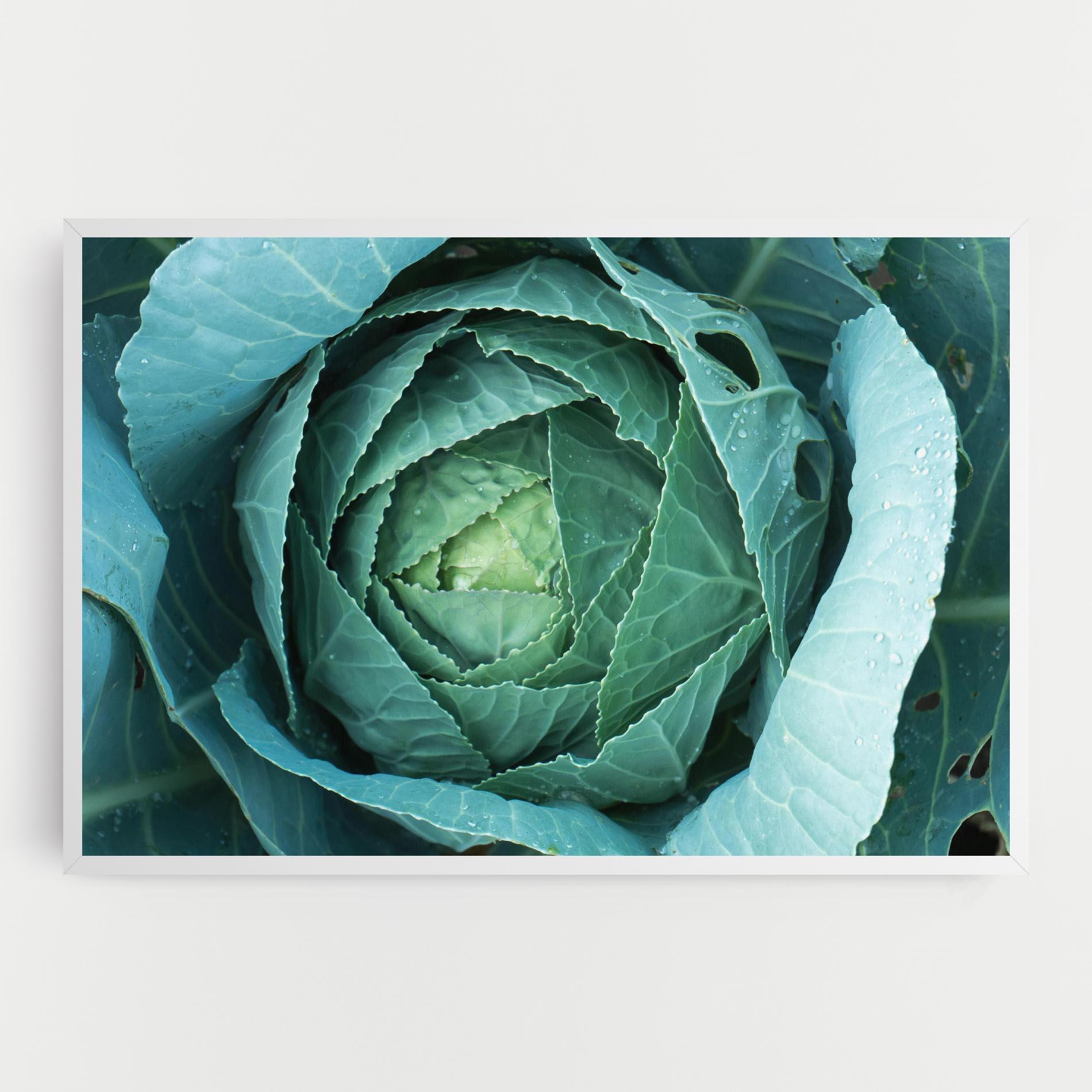 Leinwandbild Blue Lettuce mockup 0