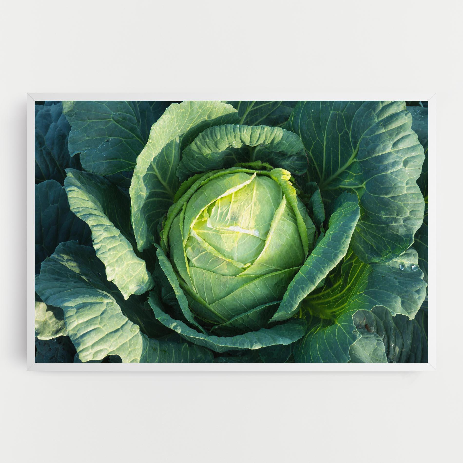 Leinwandbild Green Lettuce mockup 0