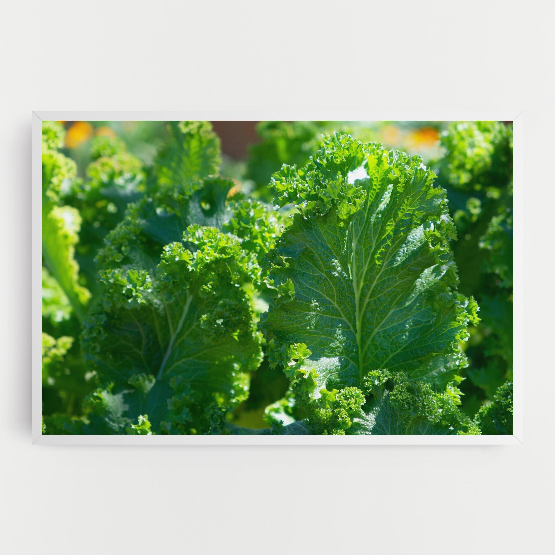 Leinwandbild Lettuce View mockup 0